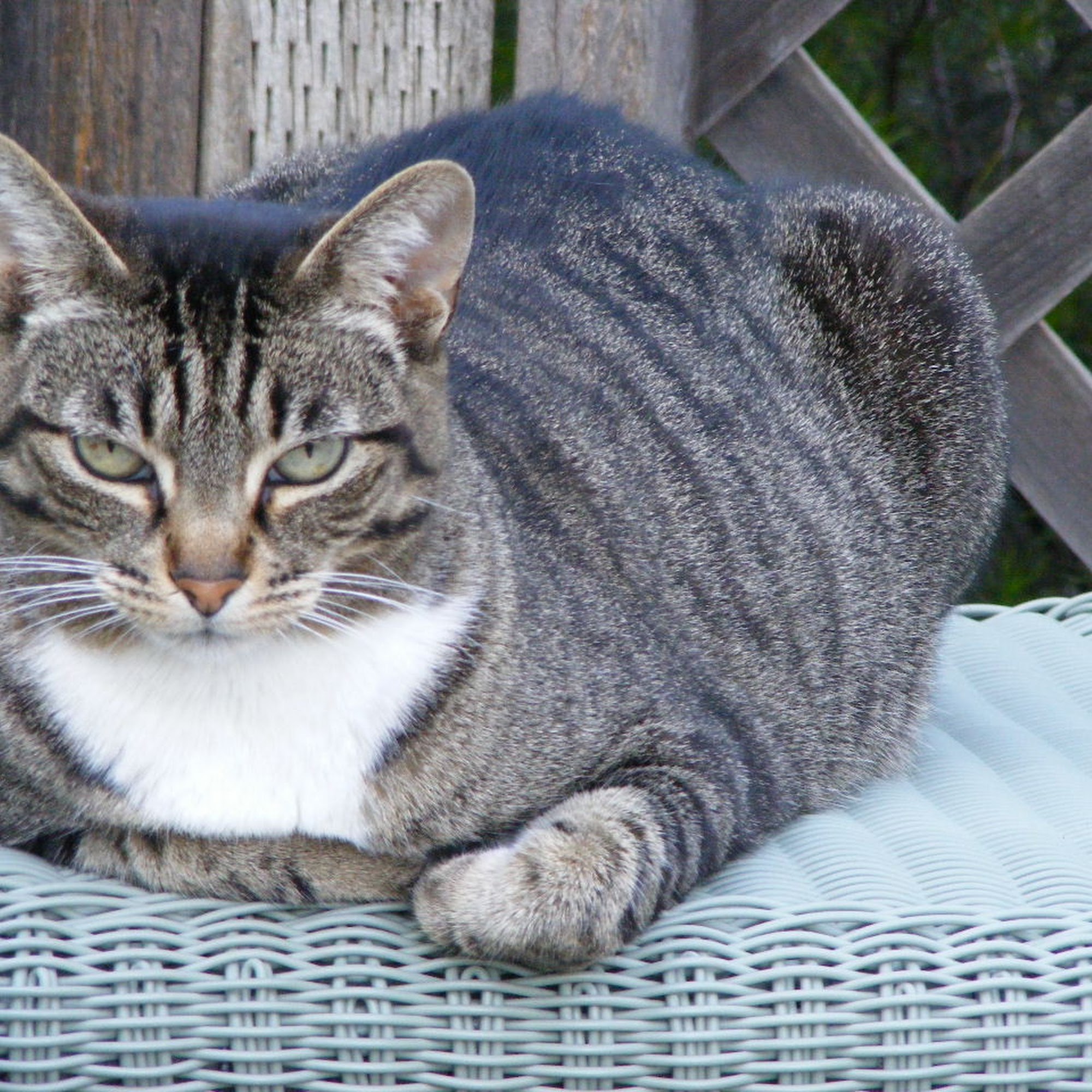 East Hill Veterinary Clinic Willits