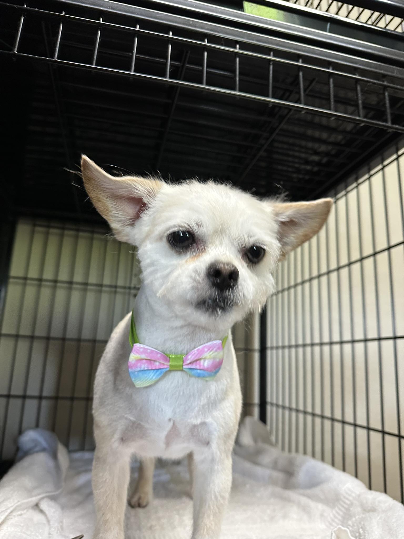 Dog Star Grooming Willits