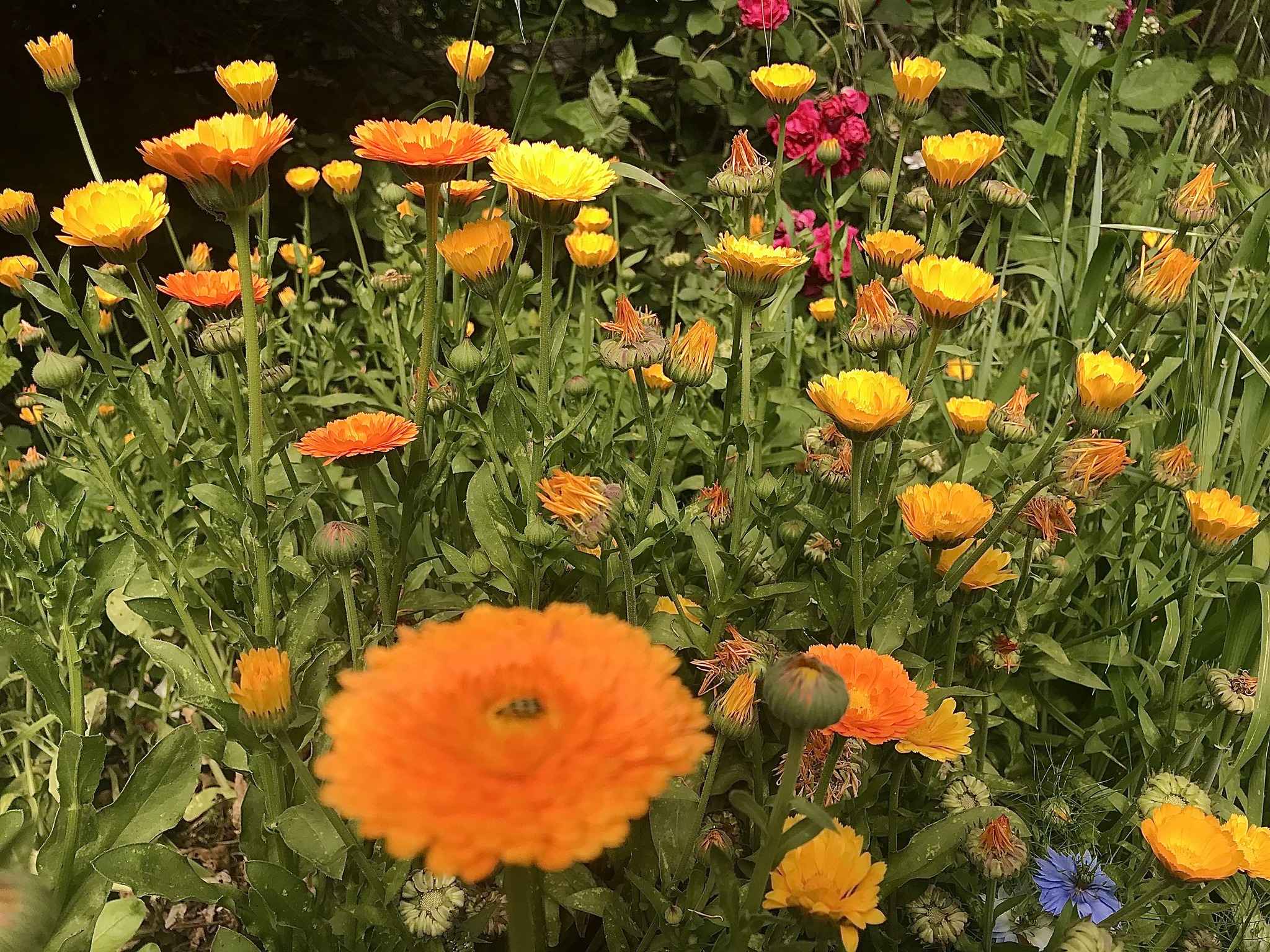 Green Uprising Farm Willits