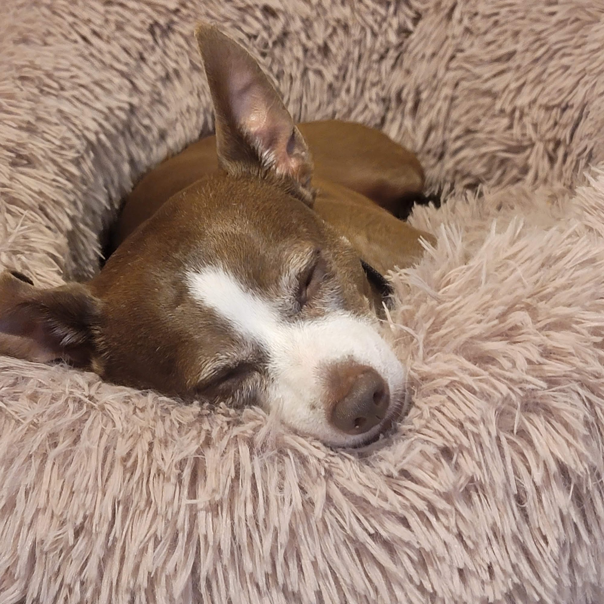 Willows Animal Hospital Willows