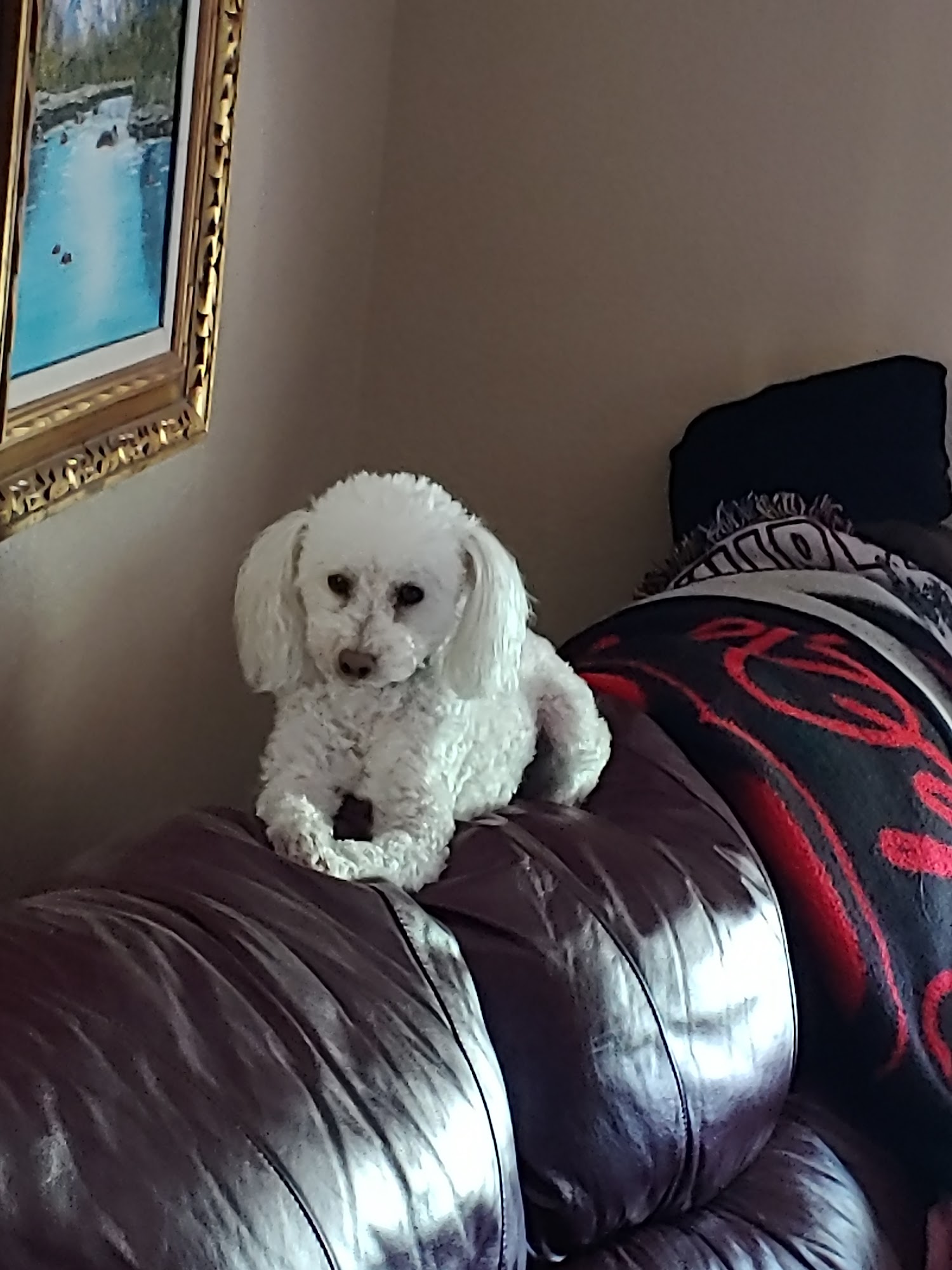 Badger Creek Veterinary Clinic Wilton