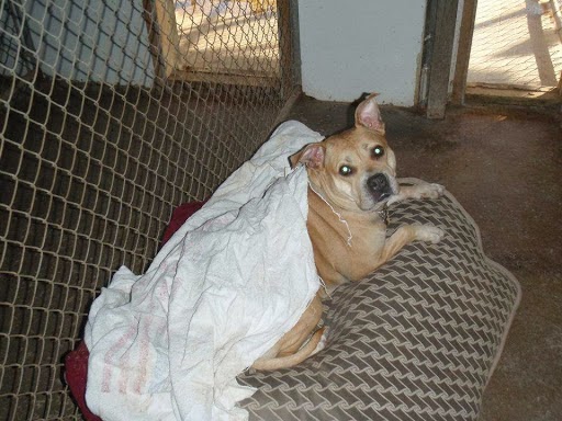 Badger Creek Kennels Wilton