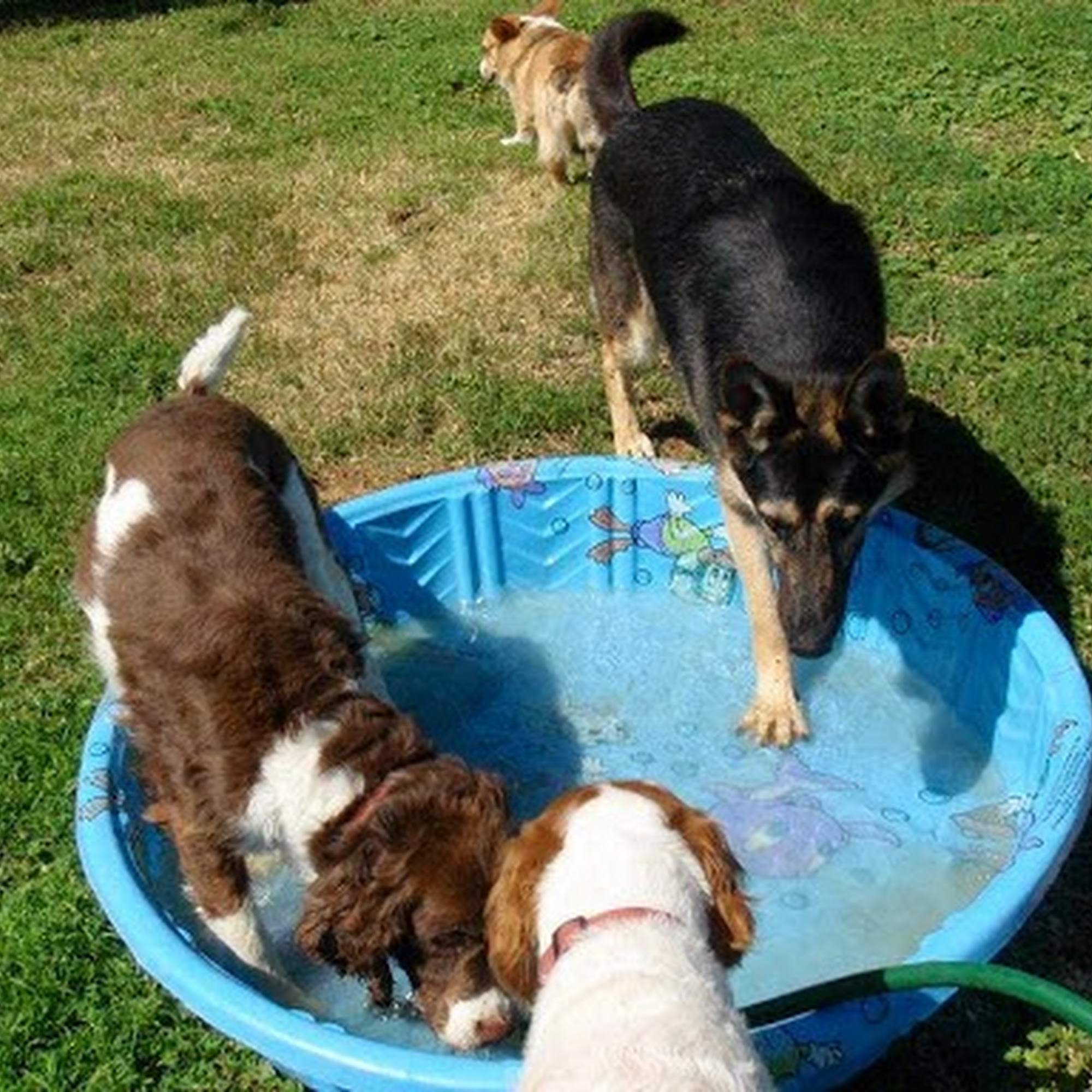 Badger Creek Kennels Wilton