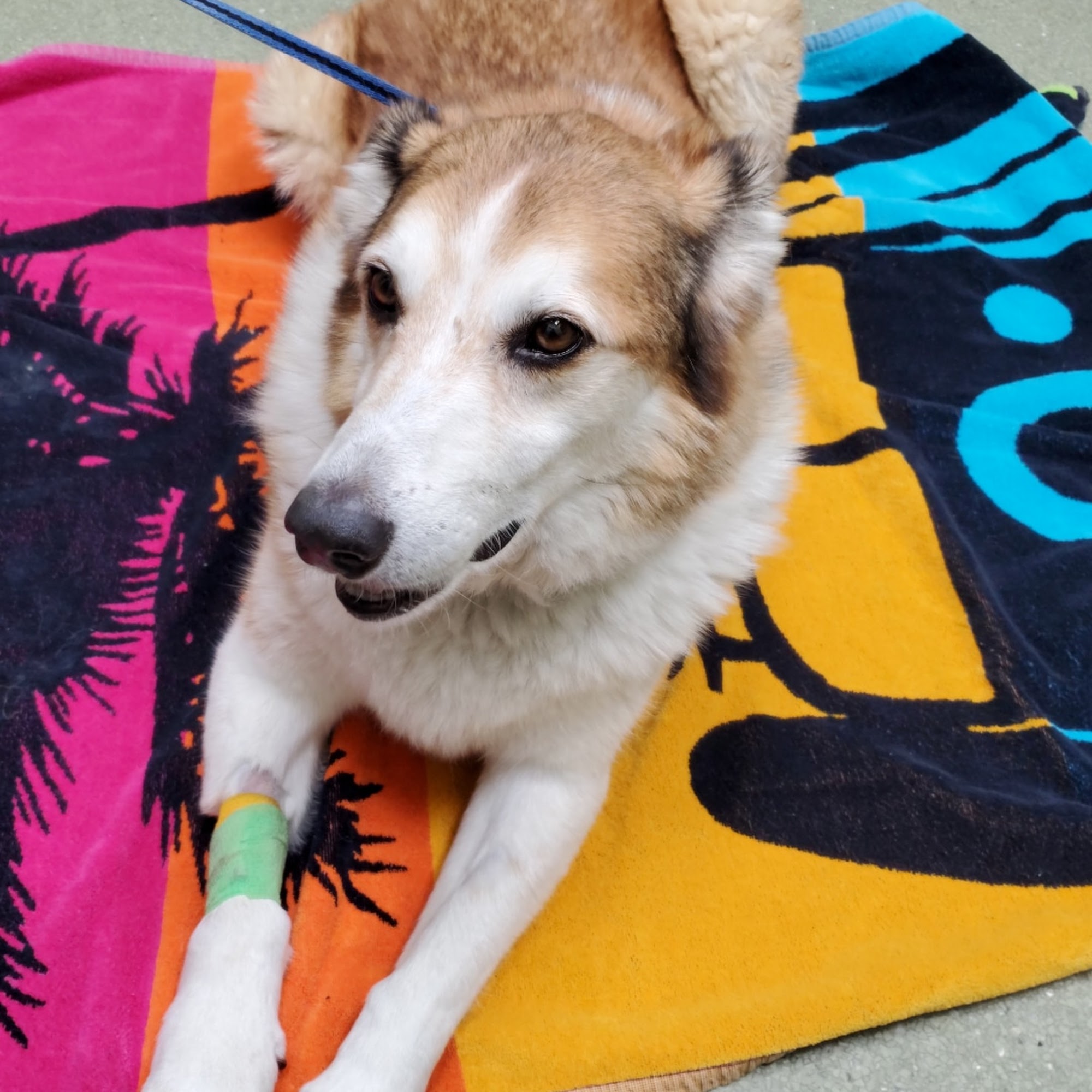 French Valley Veterinary Hospital Winchester