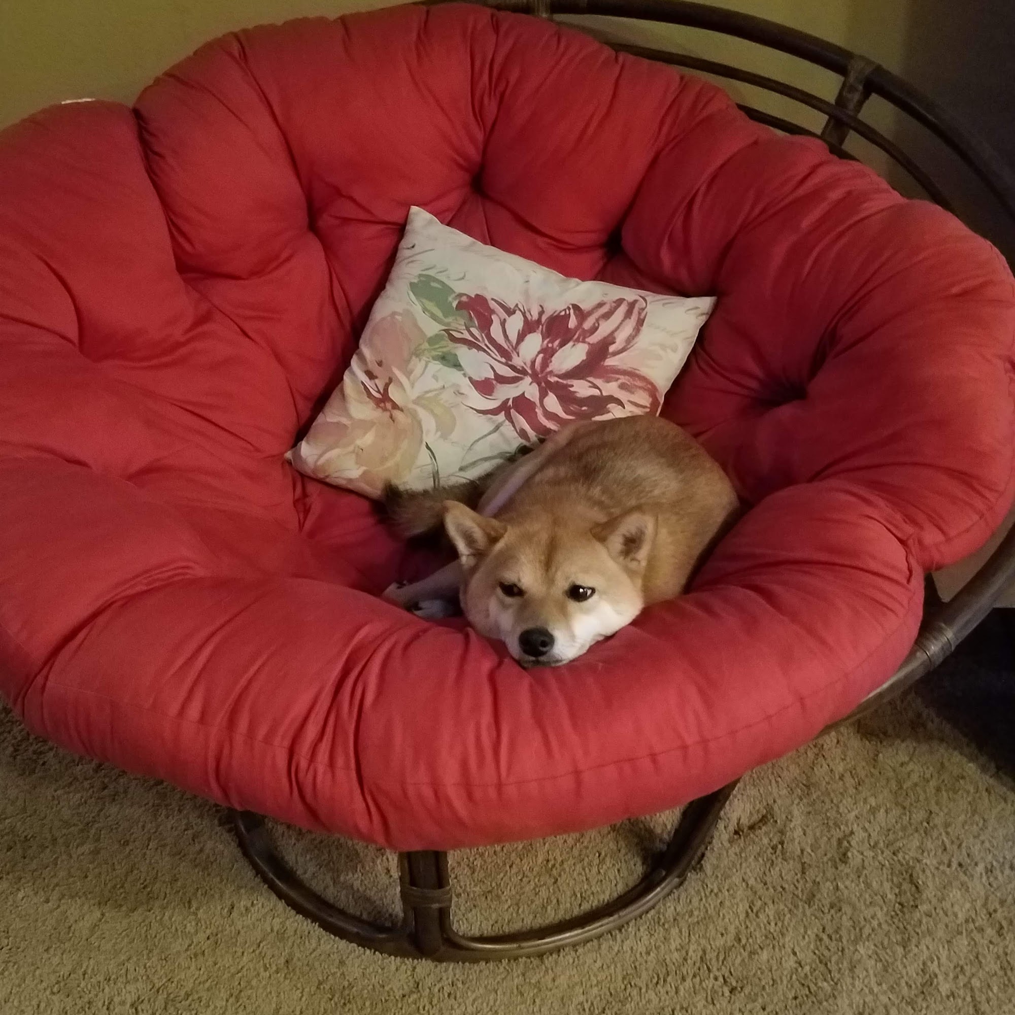 Windsor Oaks Veterinary Clinic Windsor