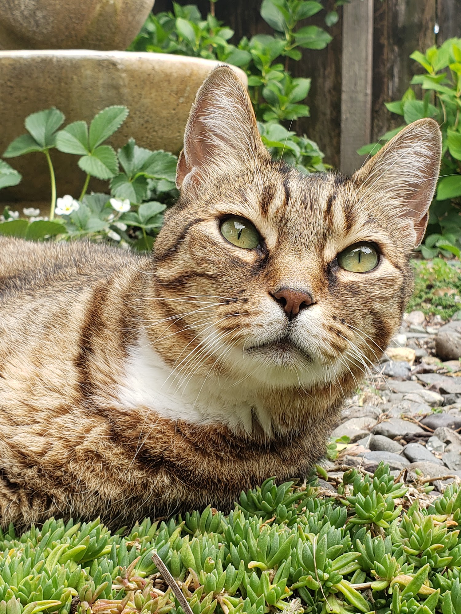 Wine Country Veterinary Hospital Windsor