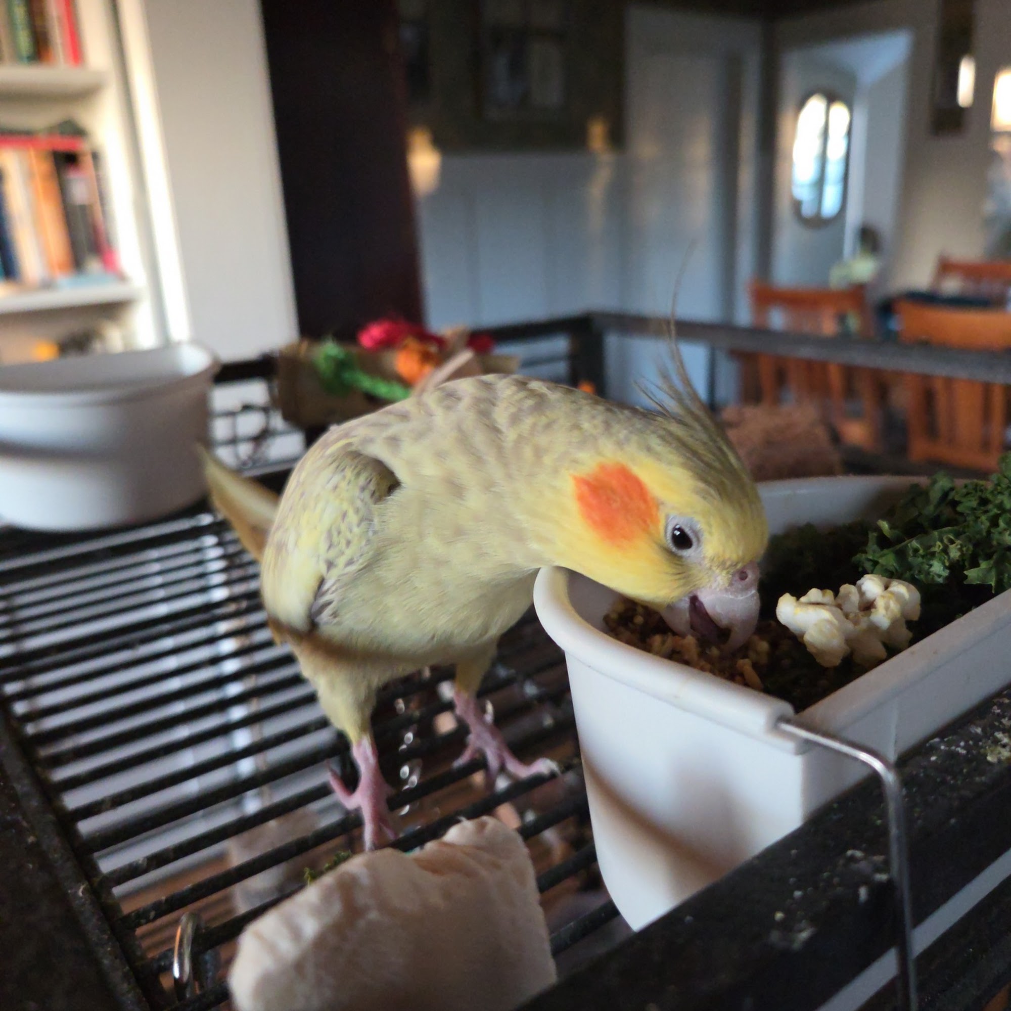 Wine Country Veterinary Hospital Windsor