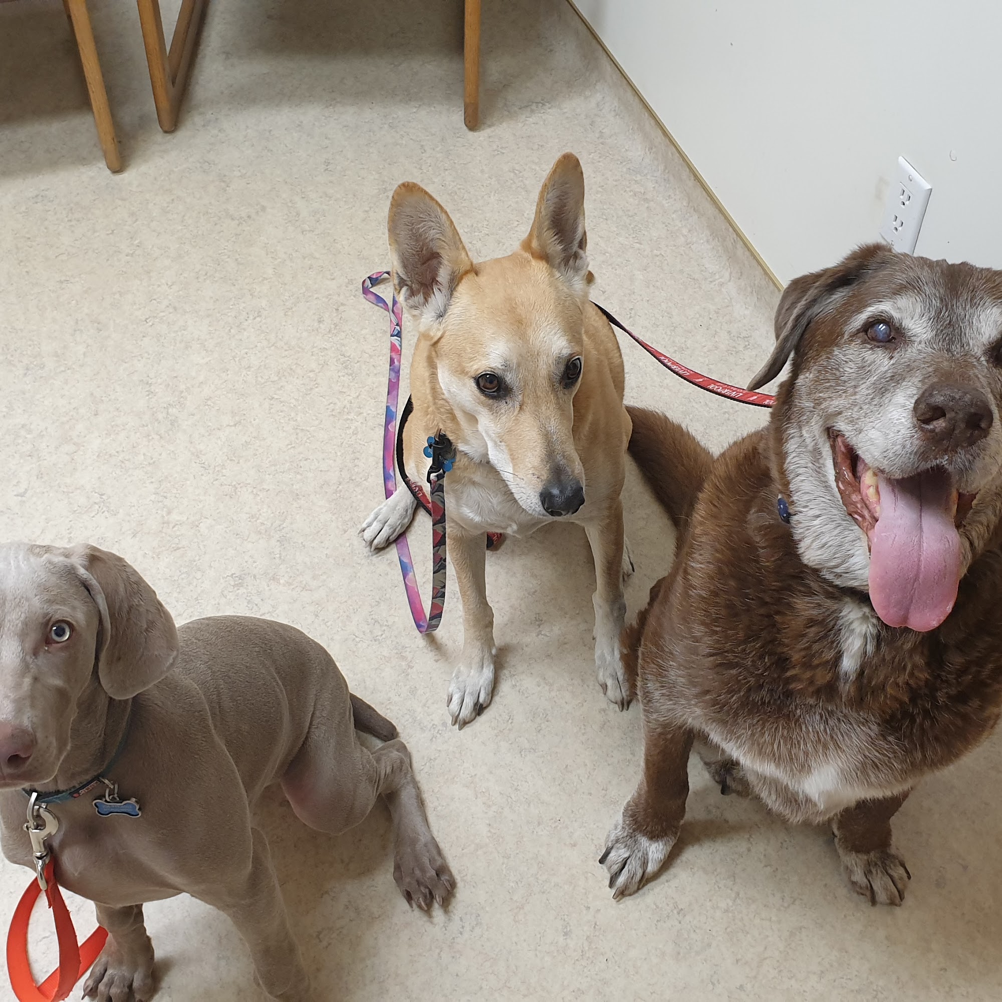 Conde Veterinary Hospital Windsor