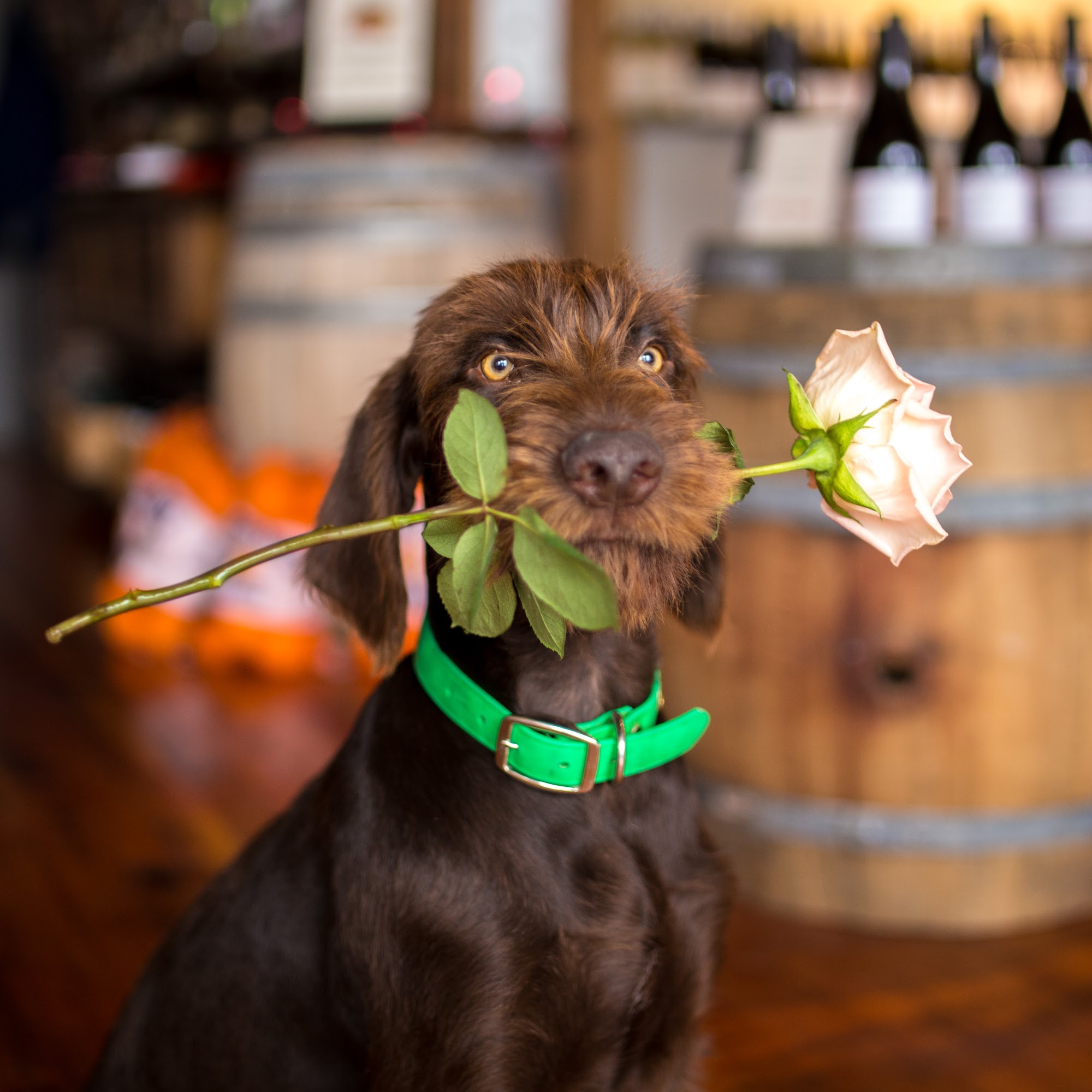 Turkovich Family Wines Winters