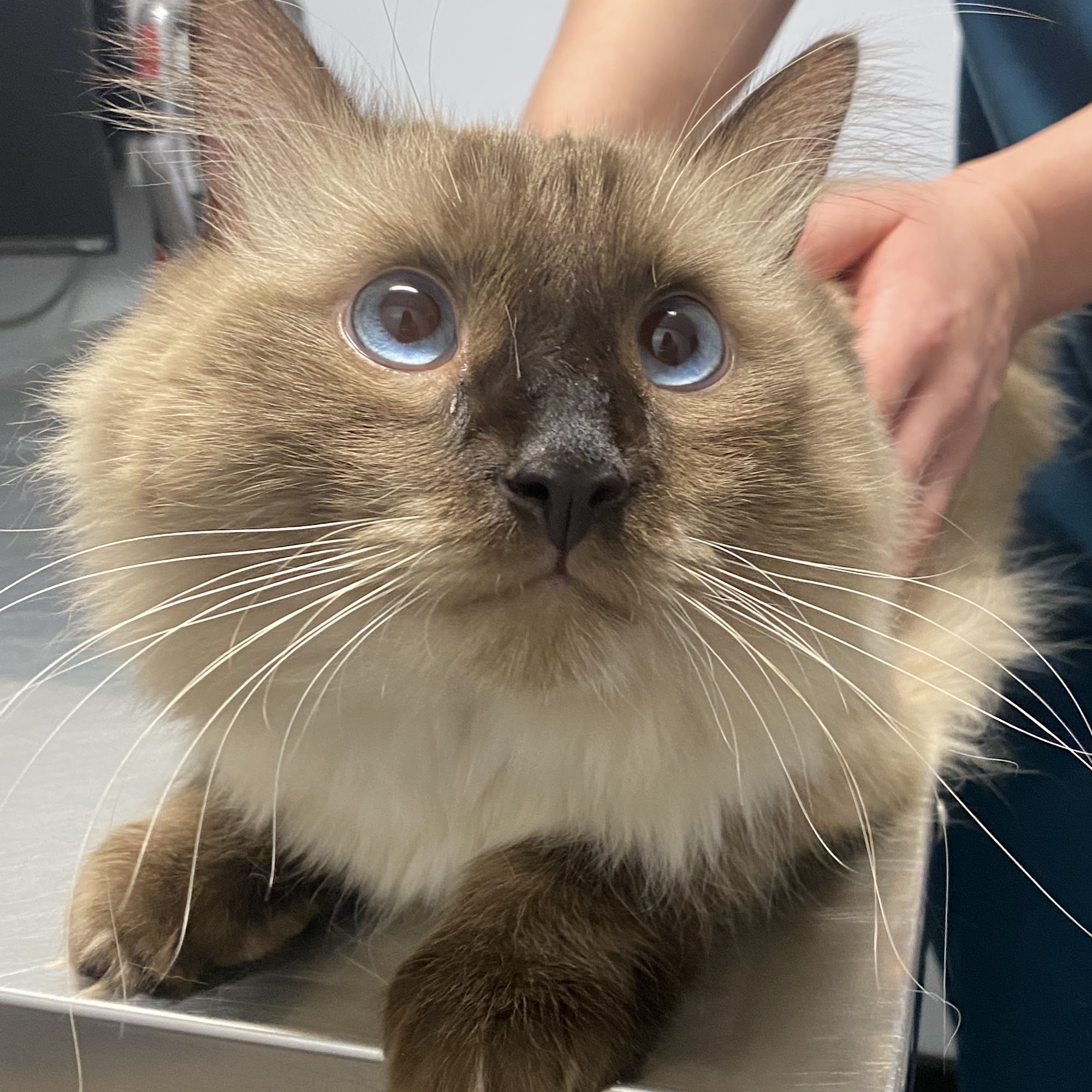 Warner Center Pet Clinic Woodland Hills