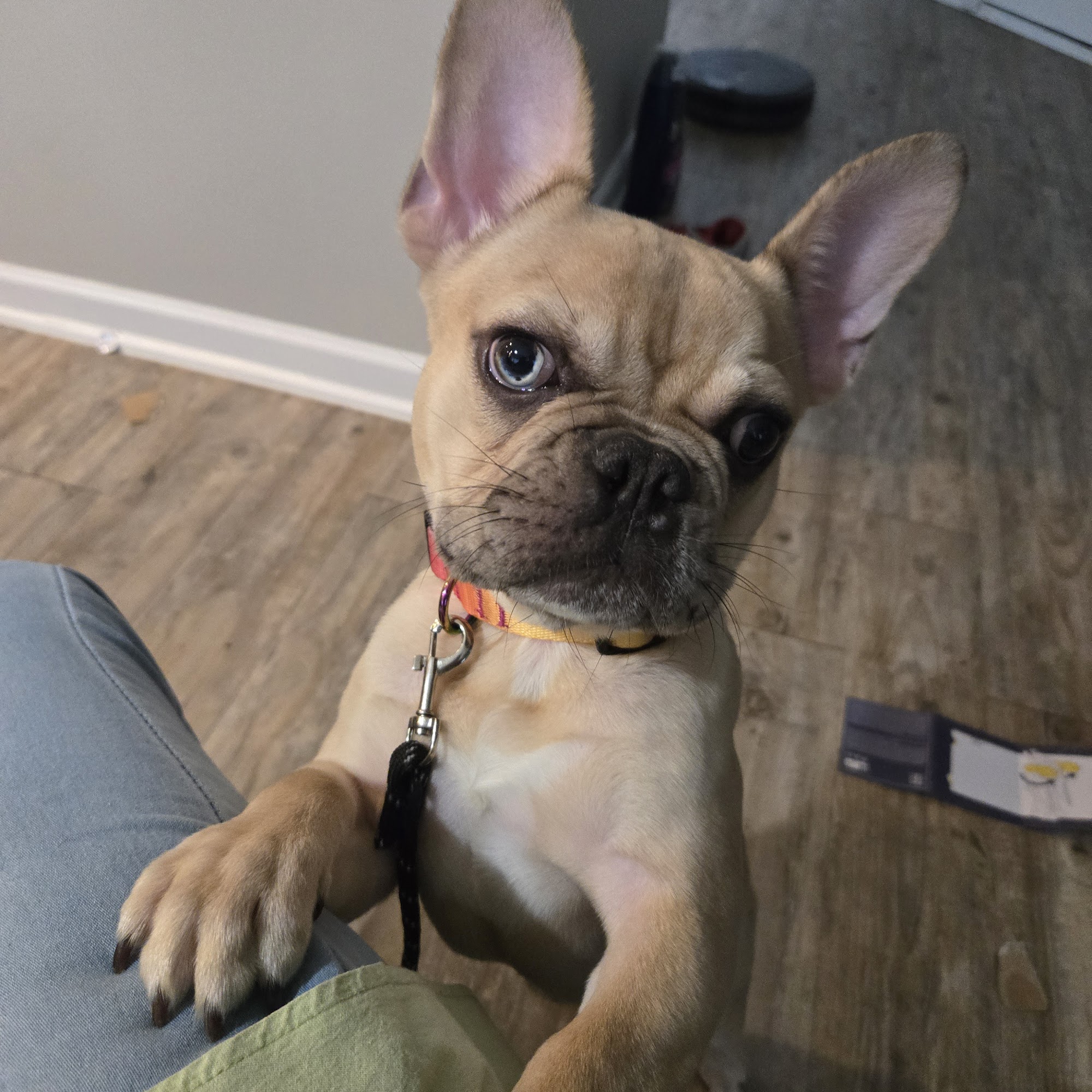 Warner Center Pet Clinic: Jackson Debra DVM Woodland Hills