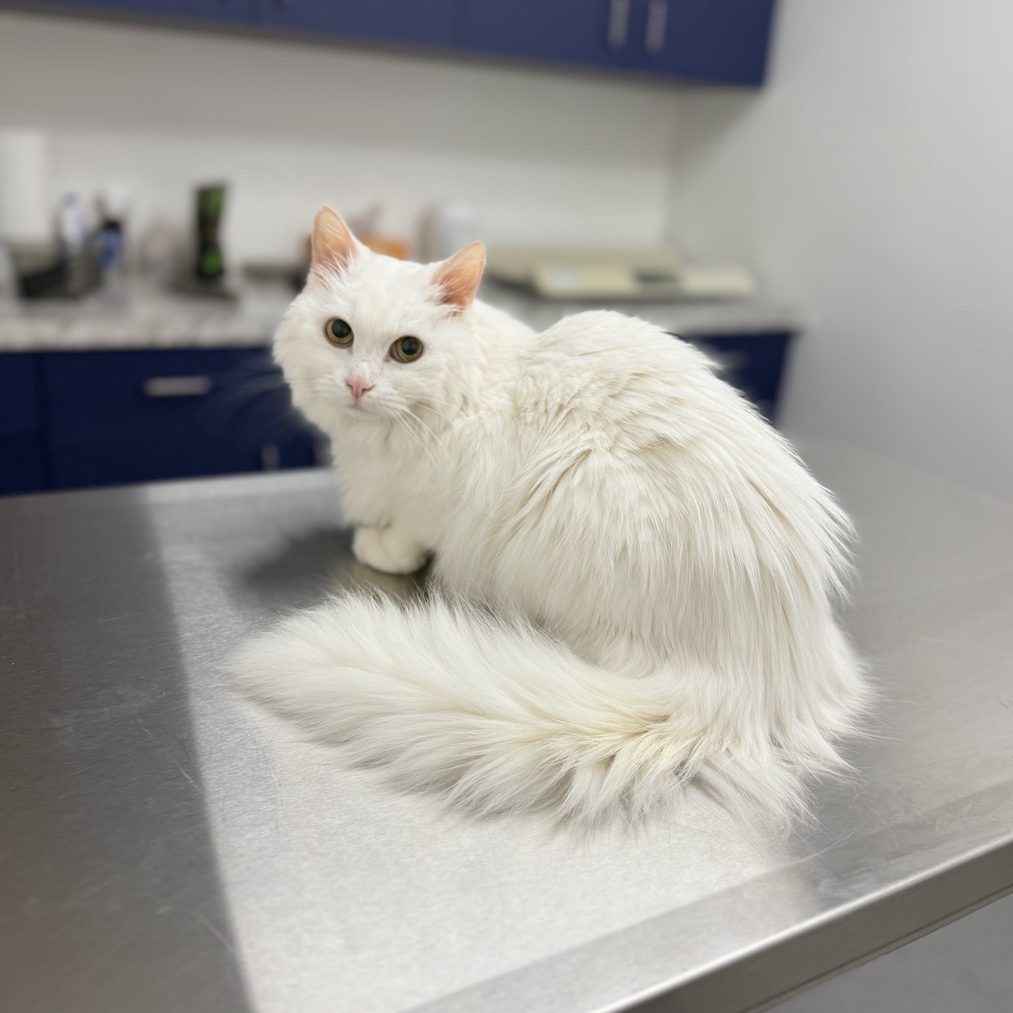 Veterinary Medical Center of Woodland Hills Woodland Hills