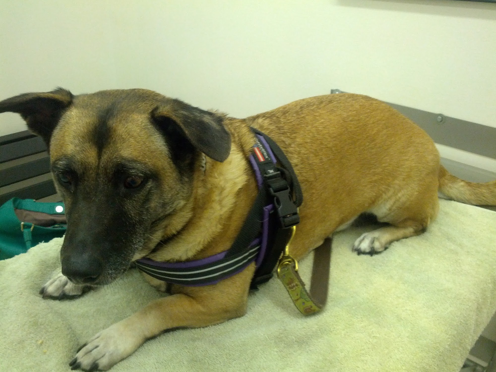 Southern California Veterinary Hospital & Animal Skin Clinic Woodland Hills