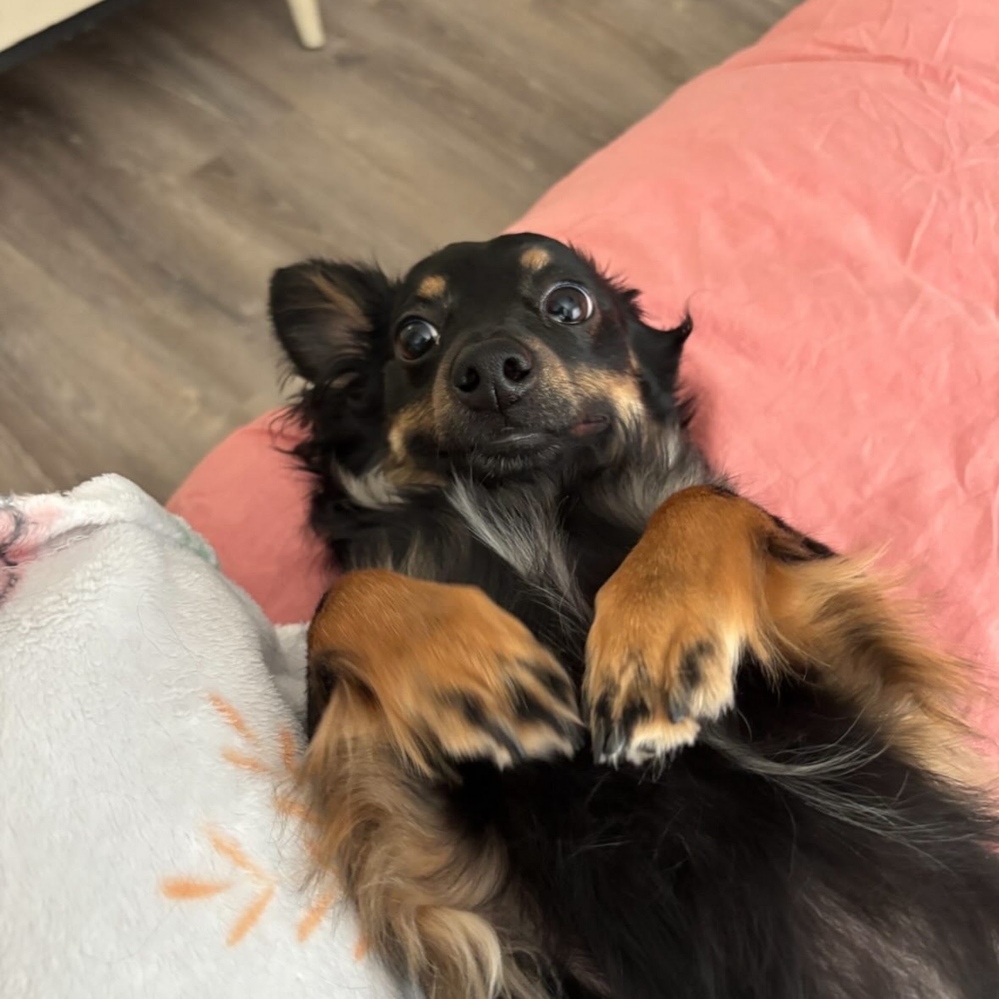 Southern California Veterinary Hospital & Animal Skin Clinic Woodland Hills