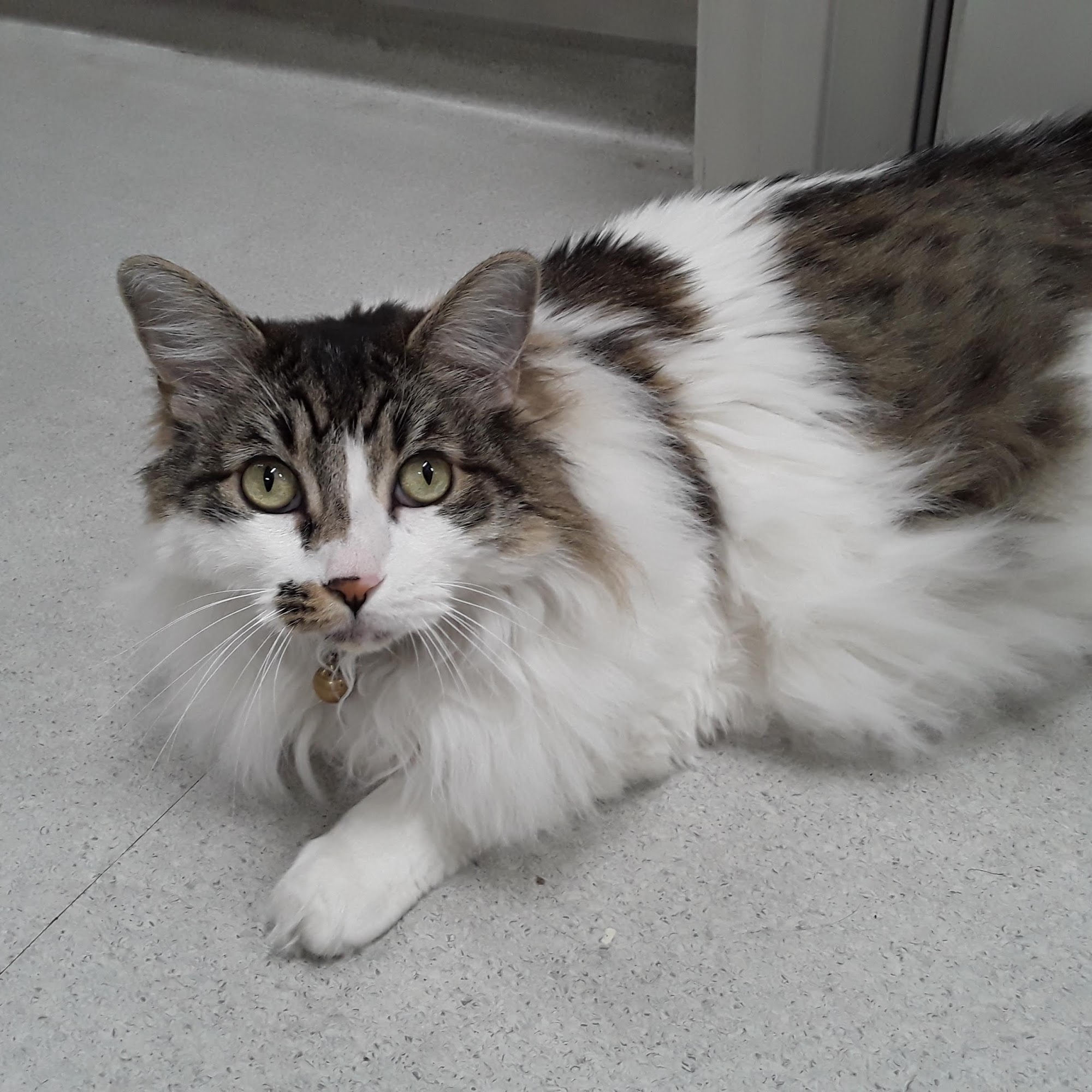 Cat's Meow Veterinary Clinic Woodland Hills