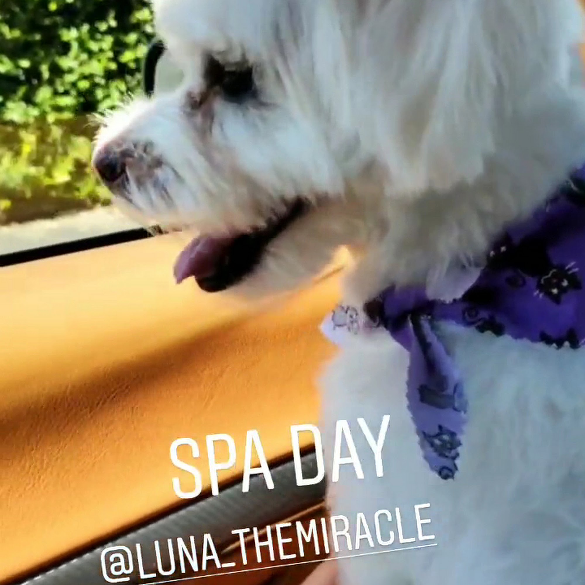 The Pampered Pet Hotel & Grooming Spa Woodland Hills