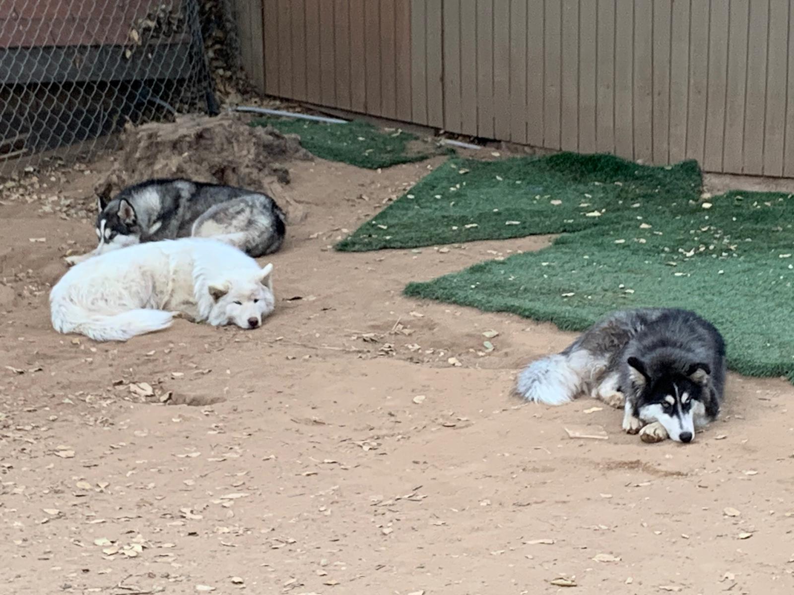 LoFi Dog Training Woodland Hills