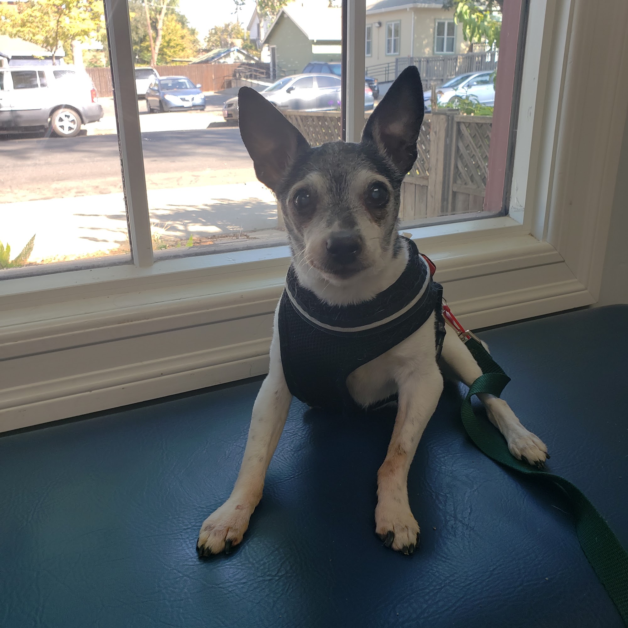 Animal Care Clinic of Woodland Woodland