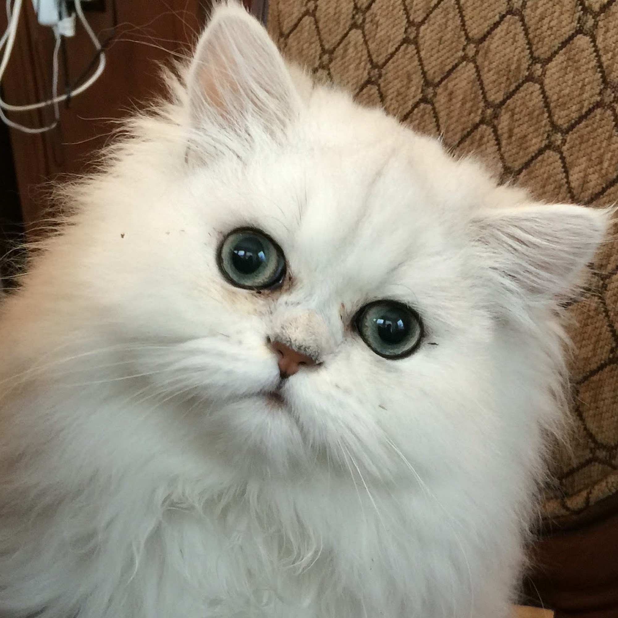 Yolo Veterinary Clinic Woodland