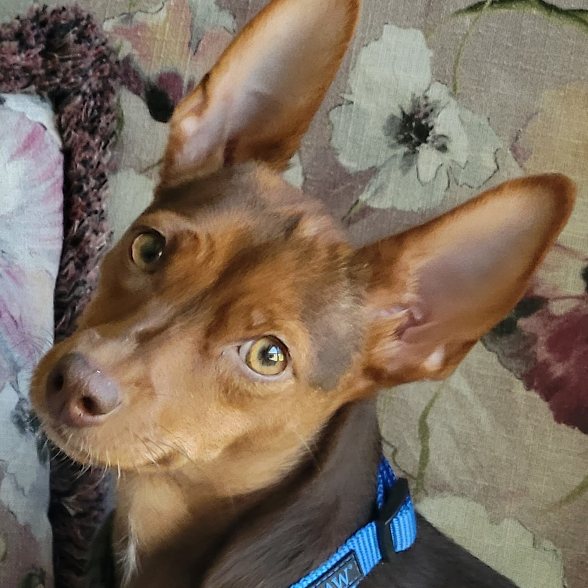 Paws N Claws Veterinary Hospital Yorba Linda