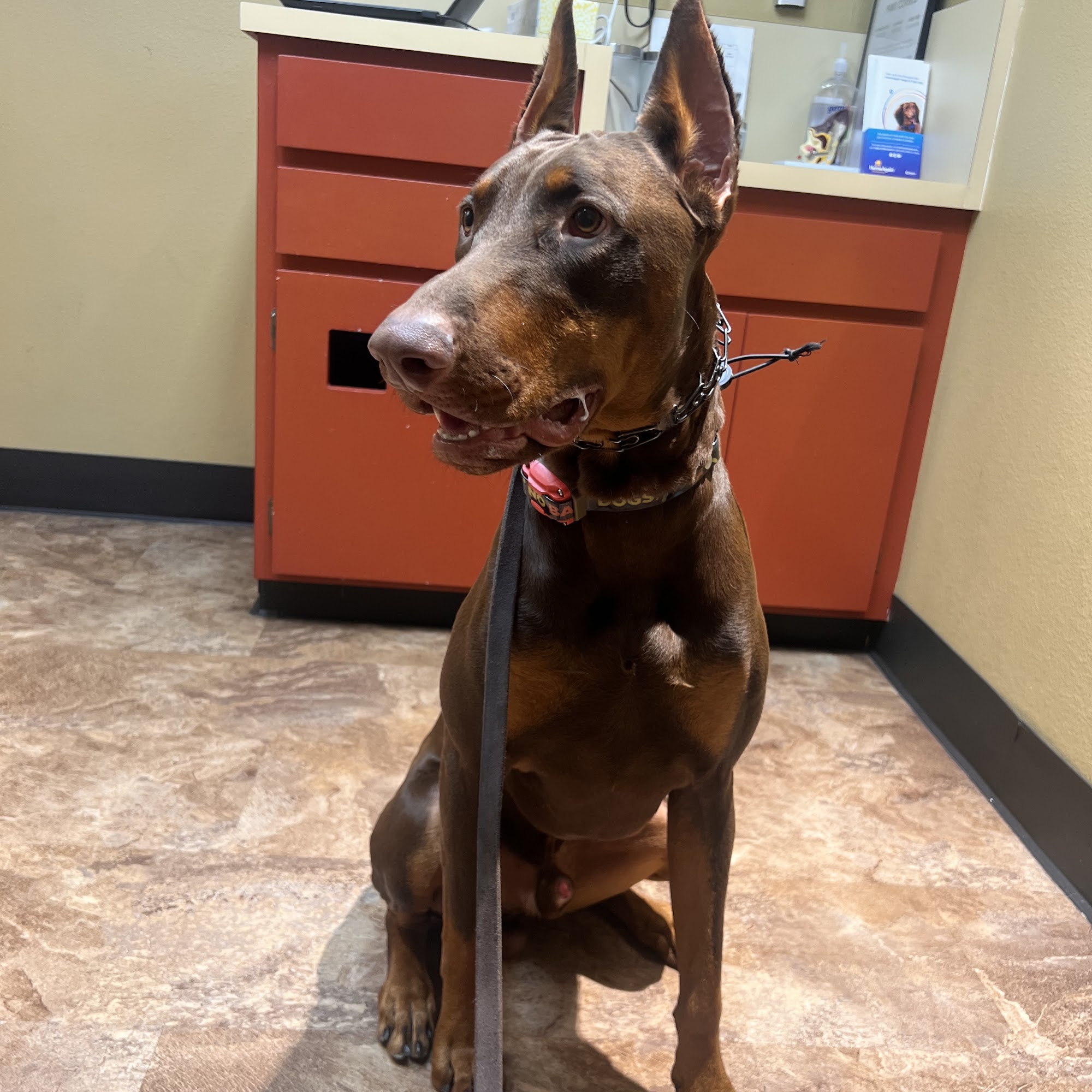 AM/PM Veterinary Hospital Yorba Linda