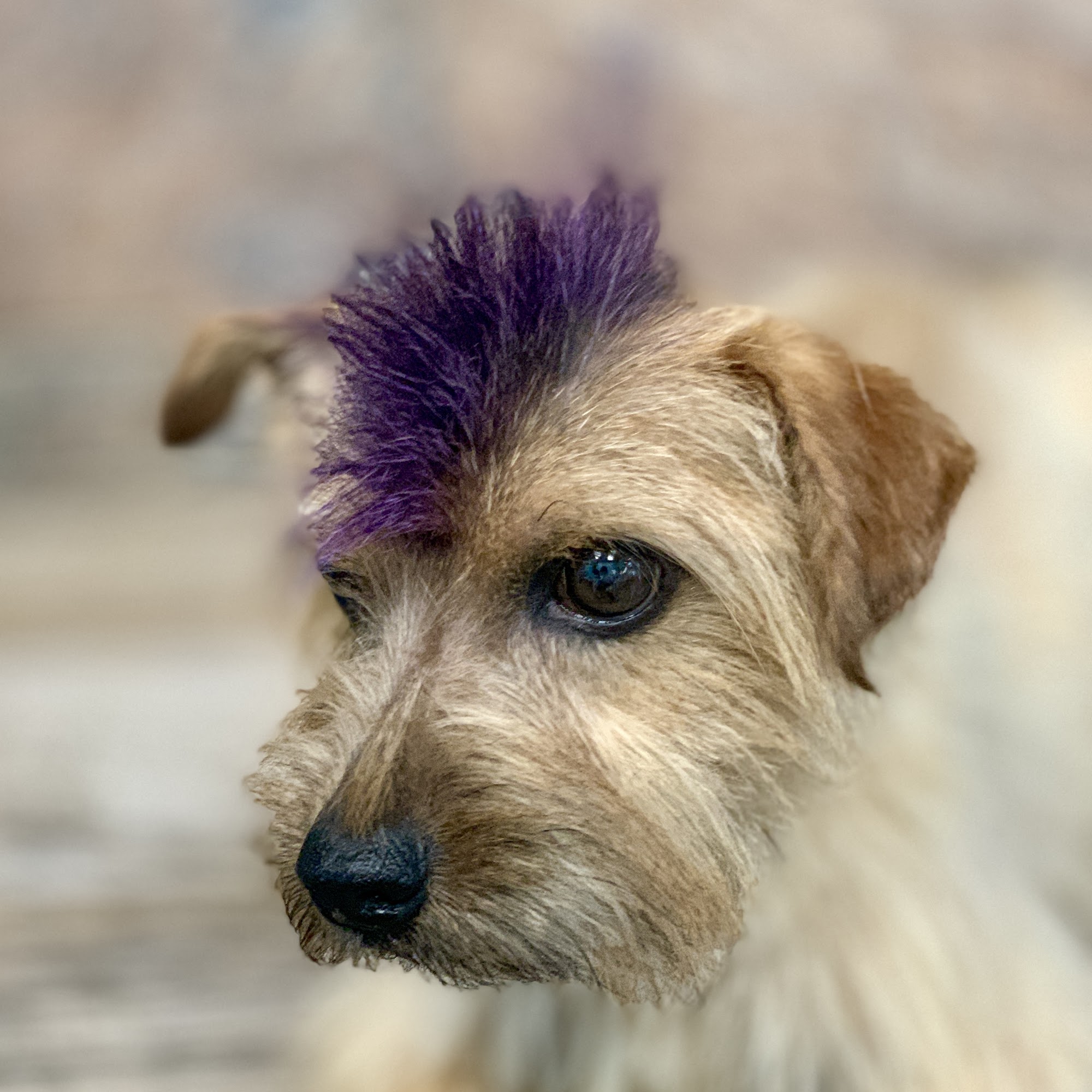 Furry Friends Pet Grooming Yorba Linda