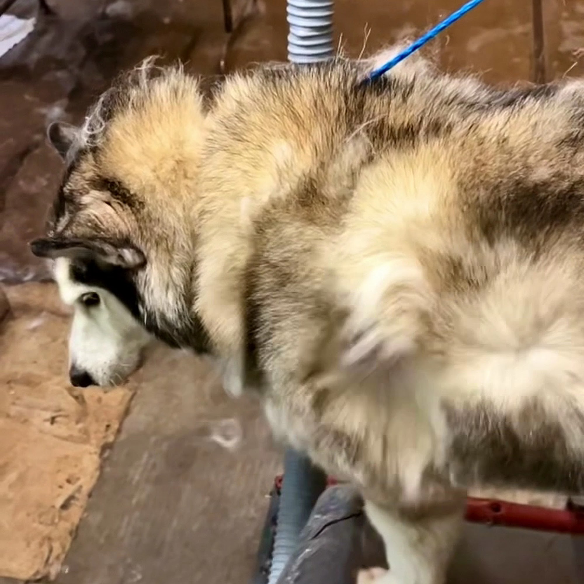 Vinjon's Kennel Yorba Linda Yorba Linda