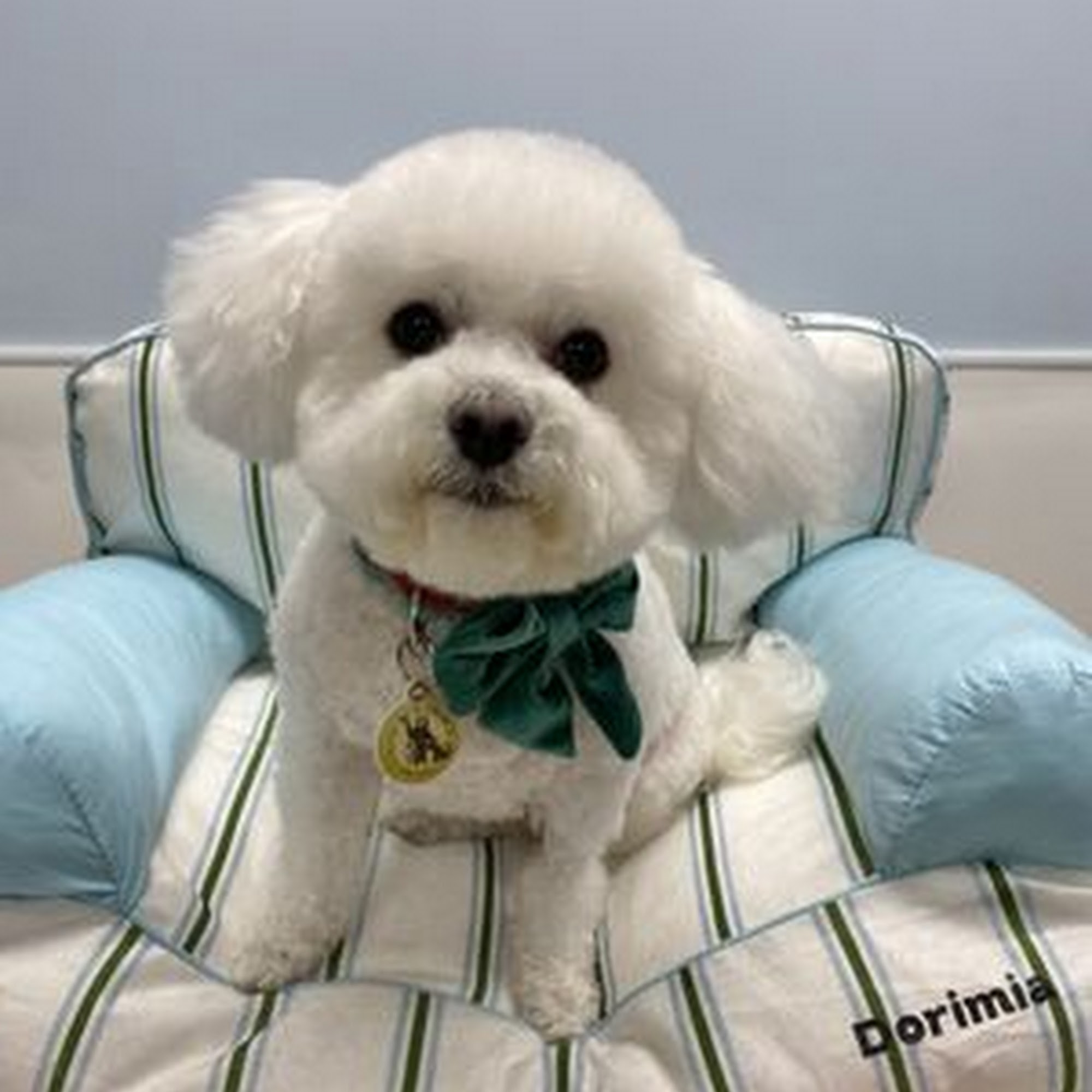 Canine Custom Cuts Yorba Linda