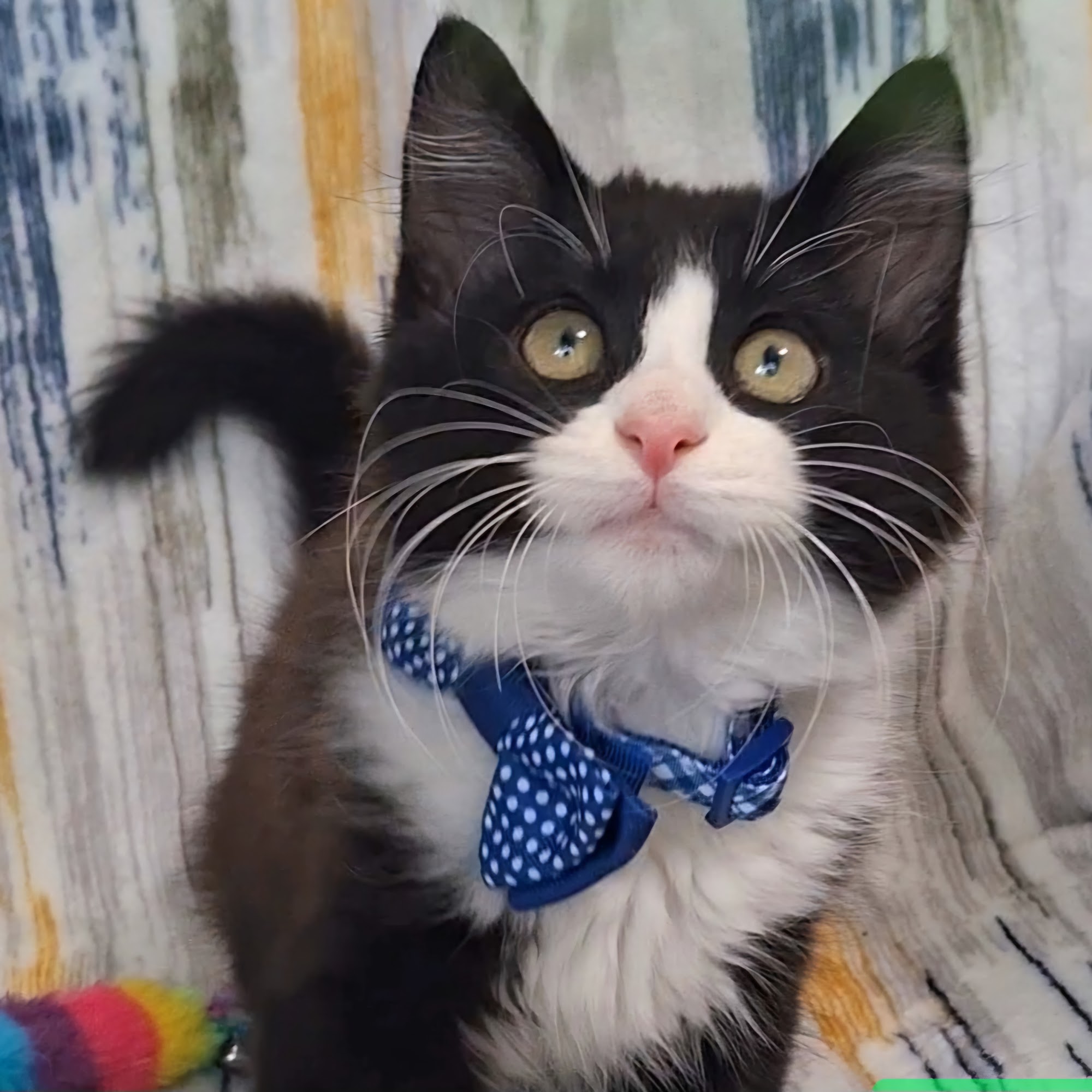 Cats In Need - Yorba Linda Yorba Linda