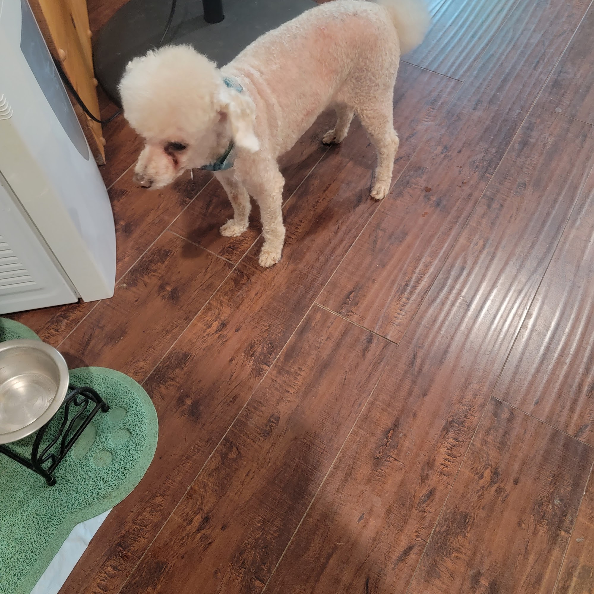 PetSmart Doggie Day Camp Yorba Linda