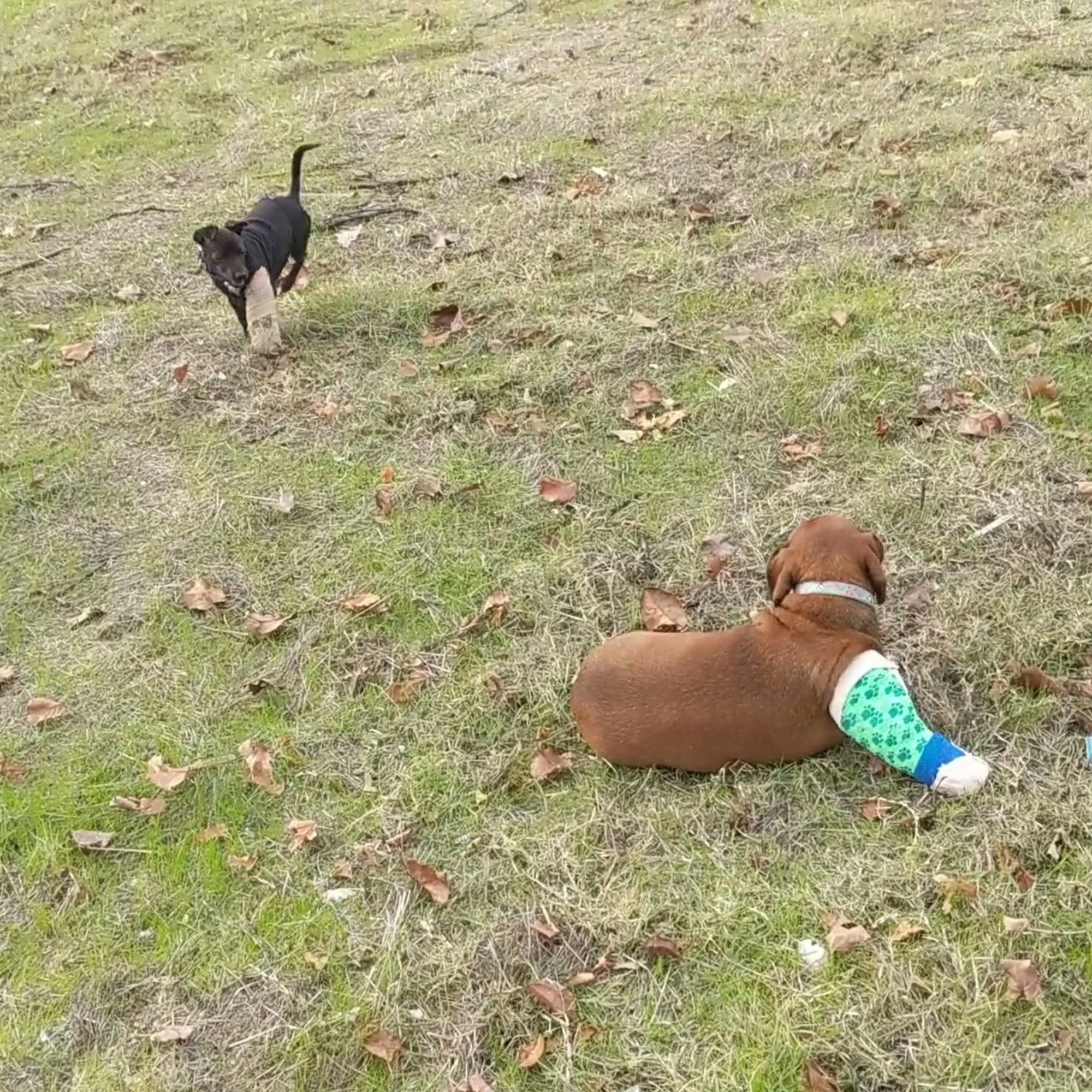 Davies Animal Medical Hospital Yuba City