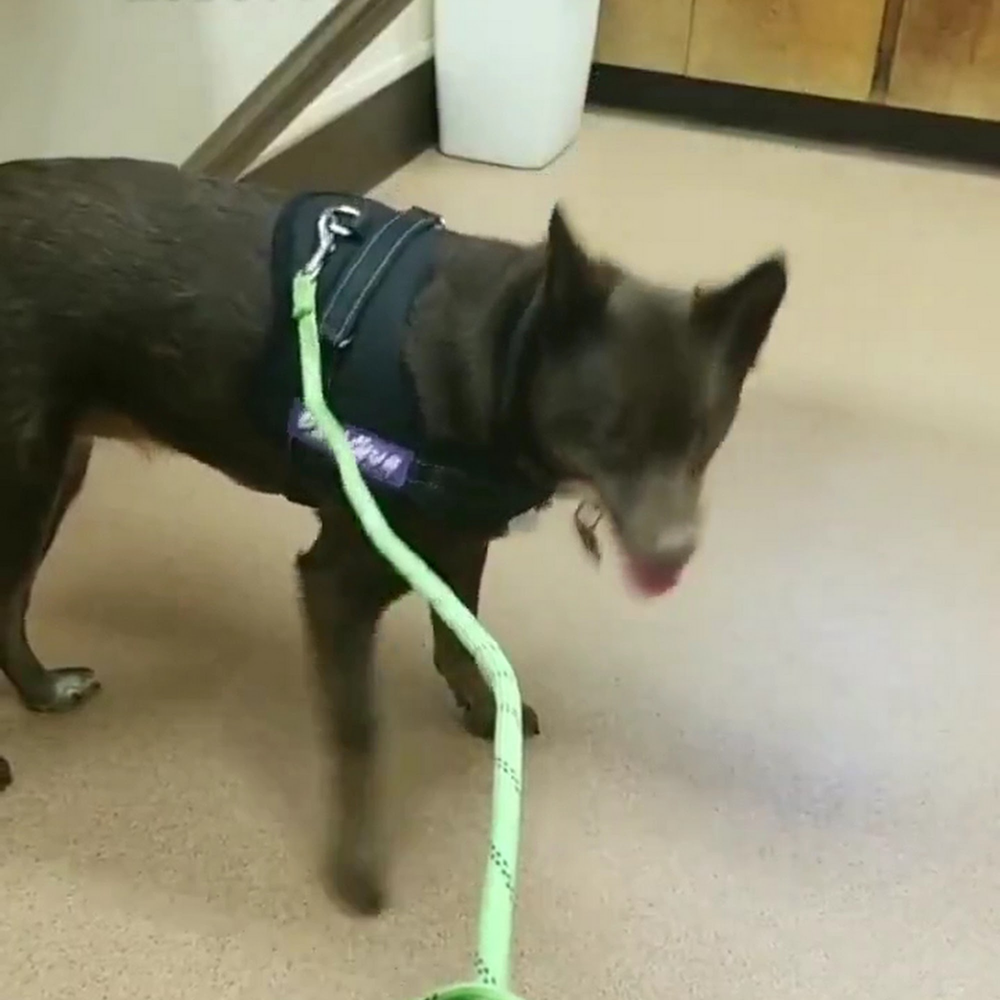 Adobe Animal Hospital Yuba City