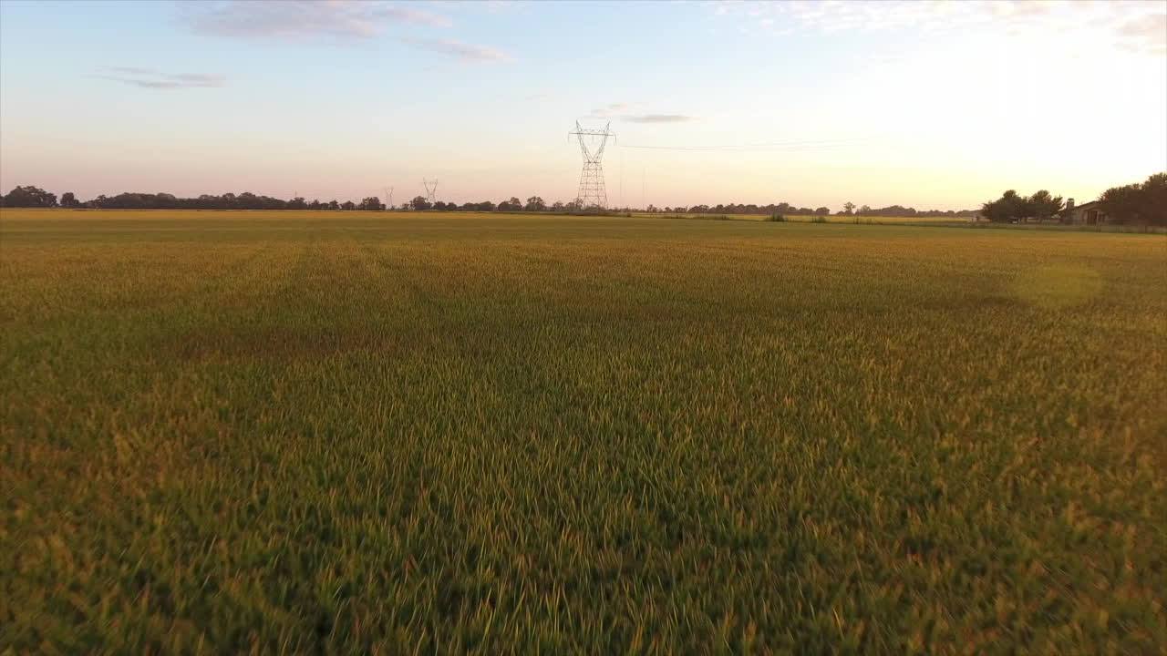 Kanpeki Rice