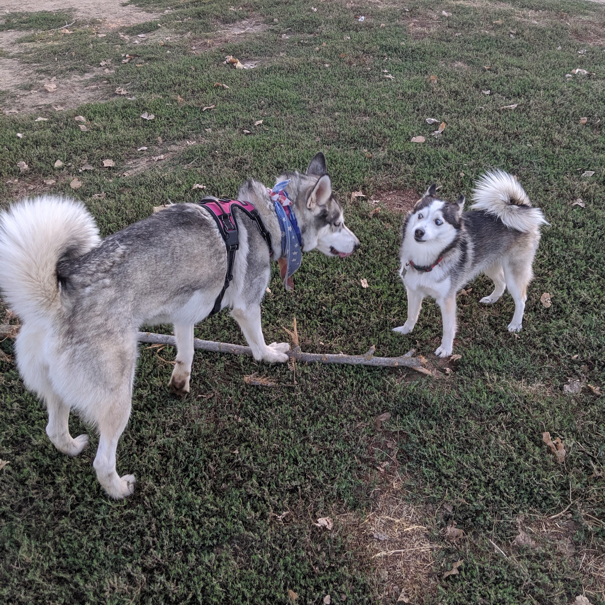 Off the Leash Dog Park Yuba City