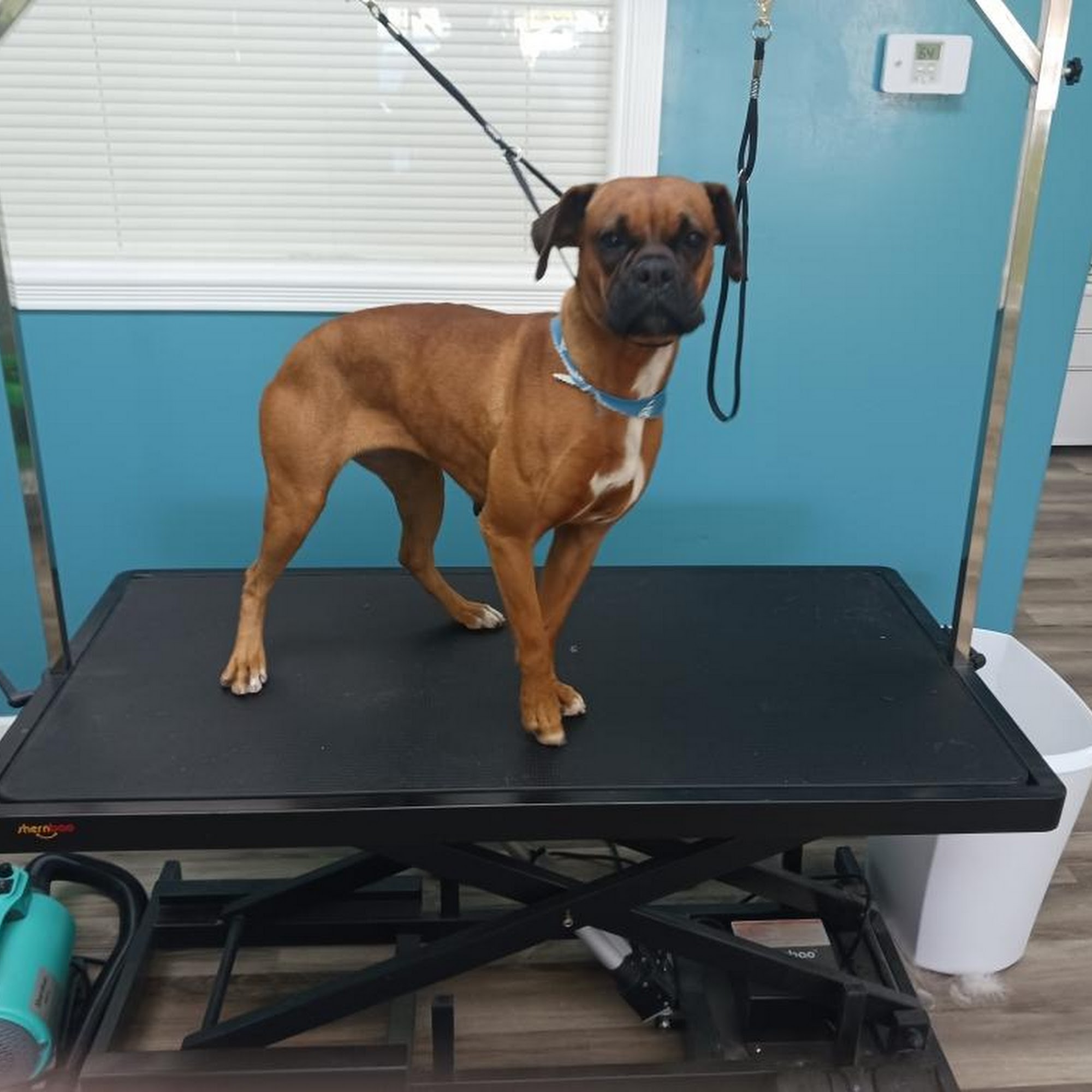 Temple Of Groom Pet Grooming Yuba City