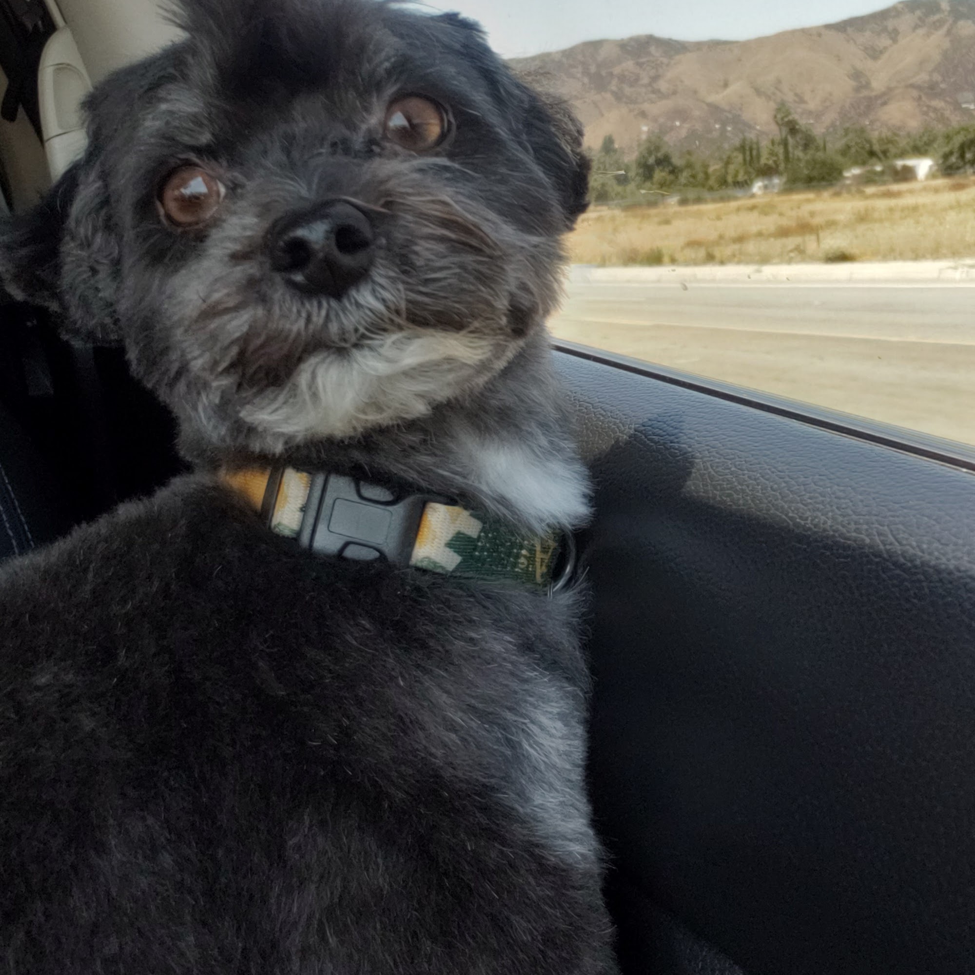 Head To Tail Pet Grooming Yucaipa