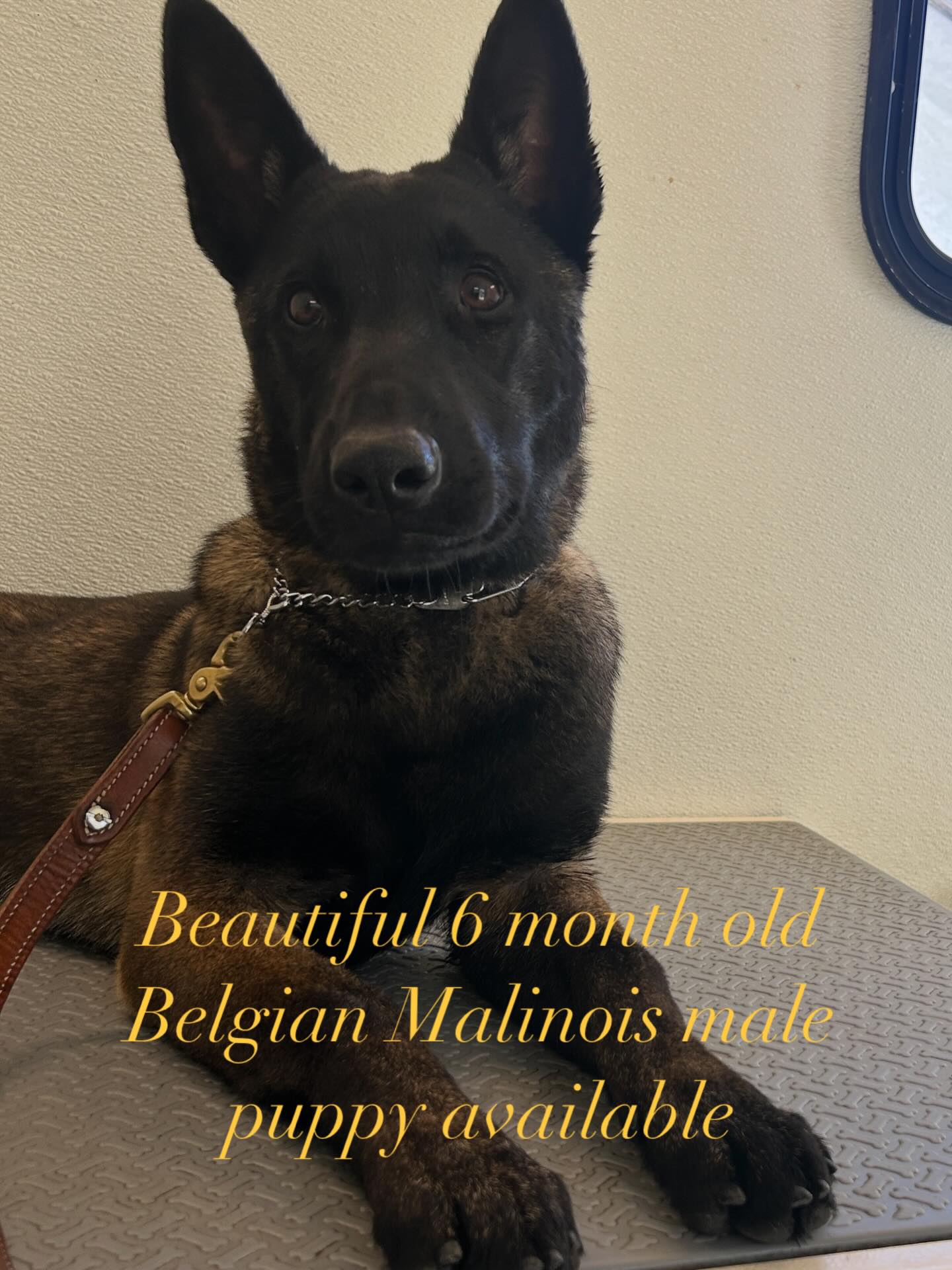 Oak Glen Kennels German Shepherds And All Breed Grooming Yucaipa