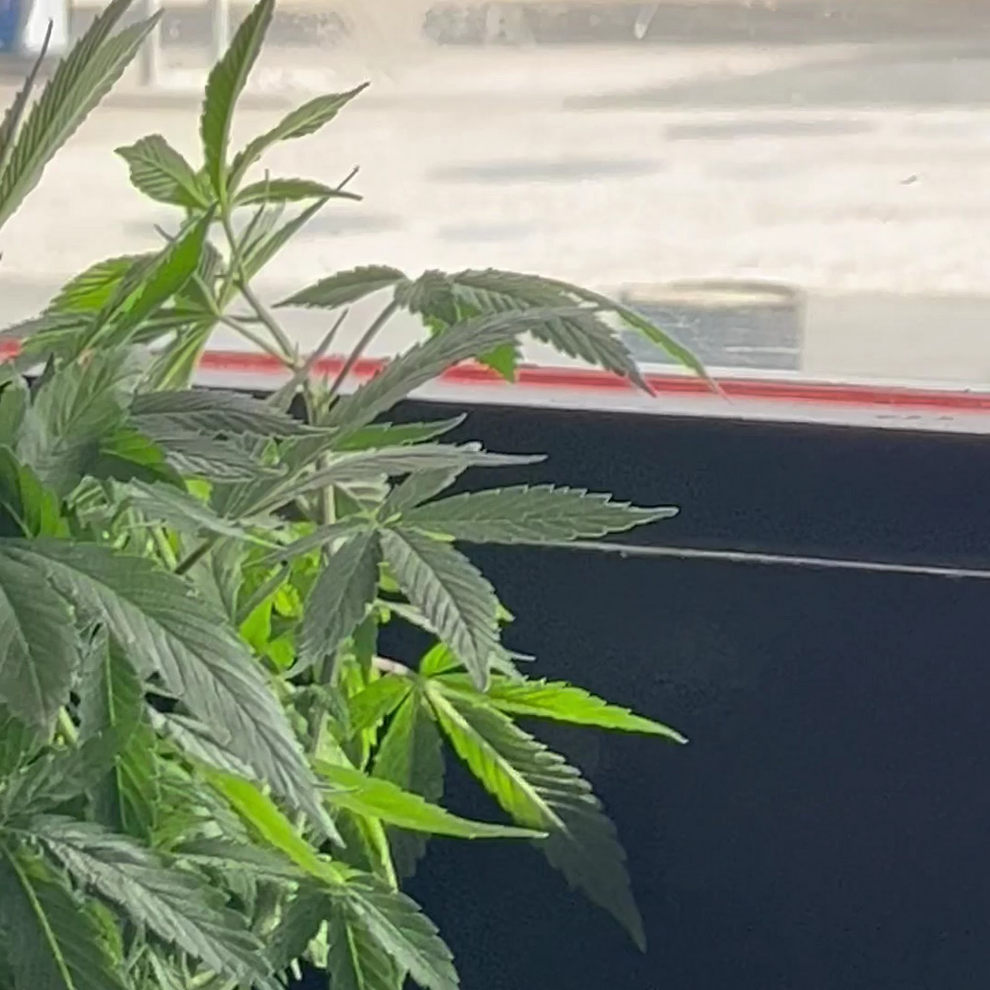 $5 Pizza Place Yucca Valley