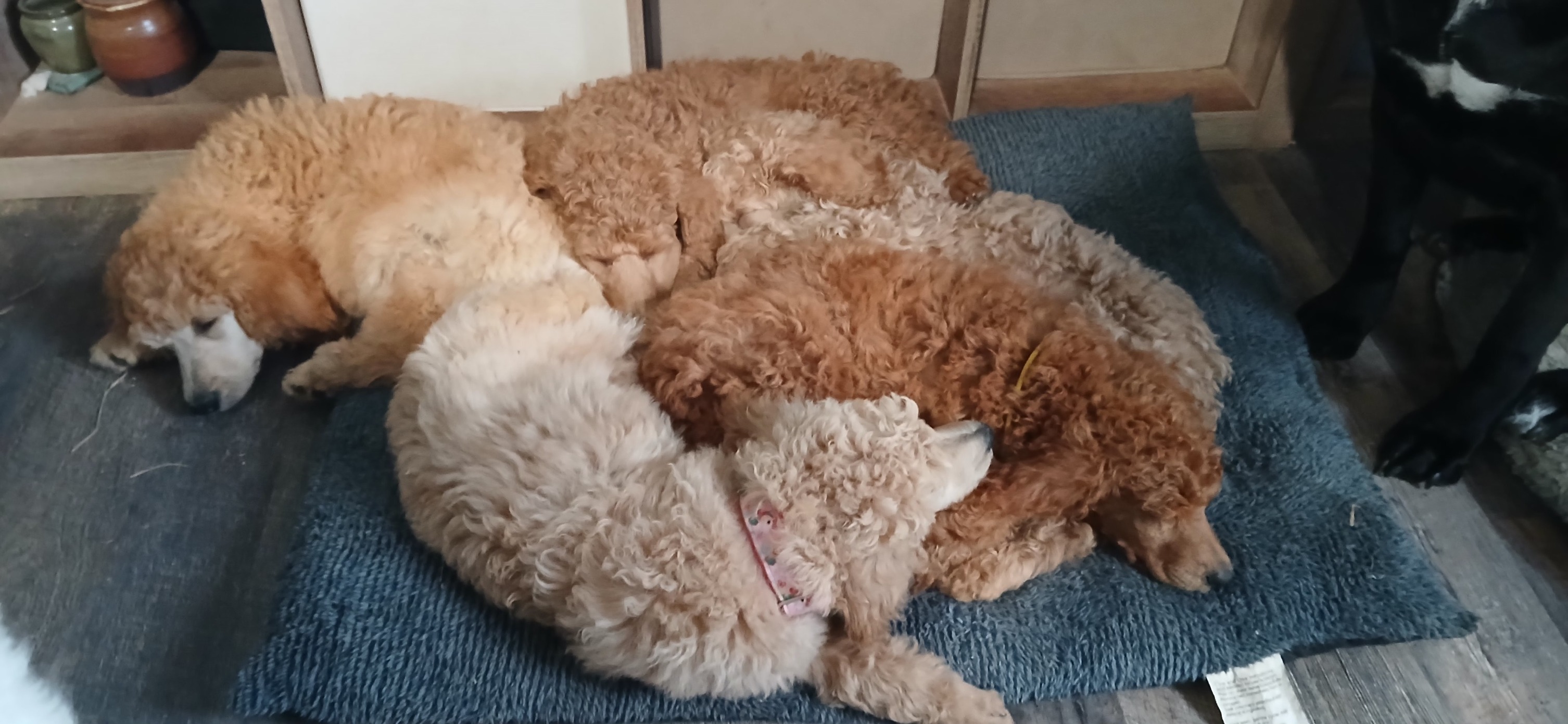 Sandy Paws Pet Grooming Yucca Valley