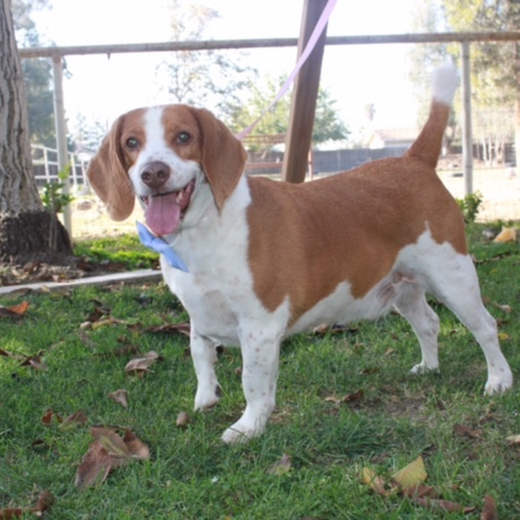 Little Angel's Pet Grooming Yucca Valley