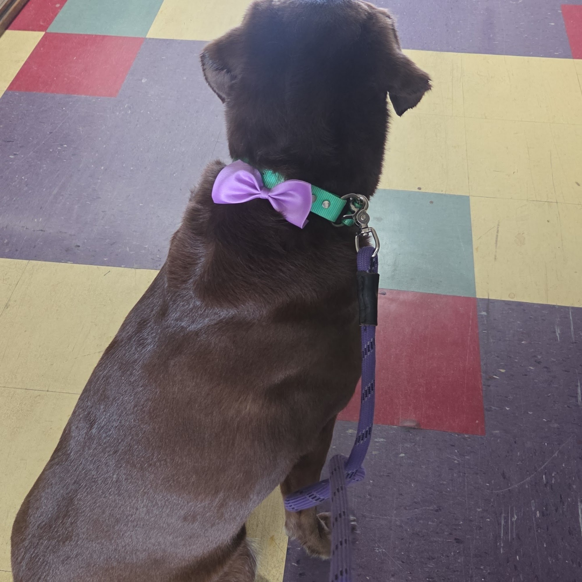 Tabs Grab & Groom Alamosa