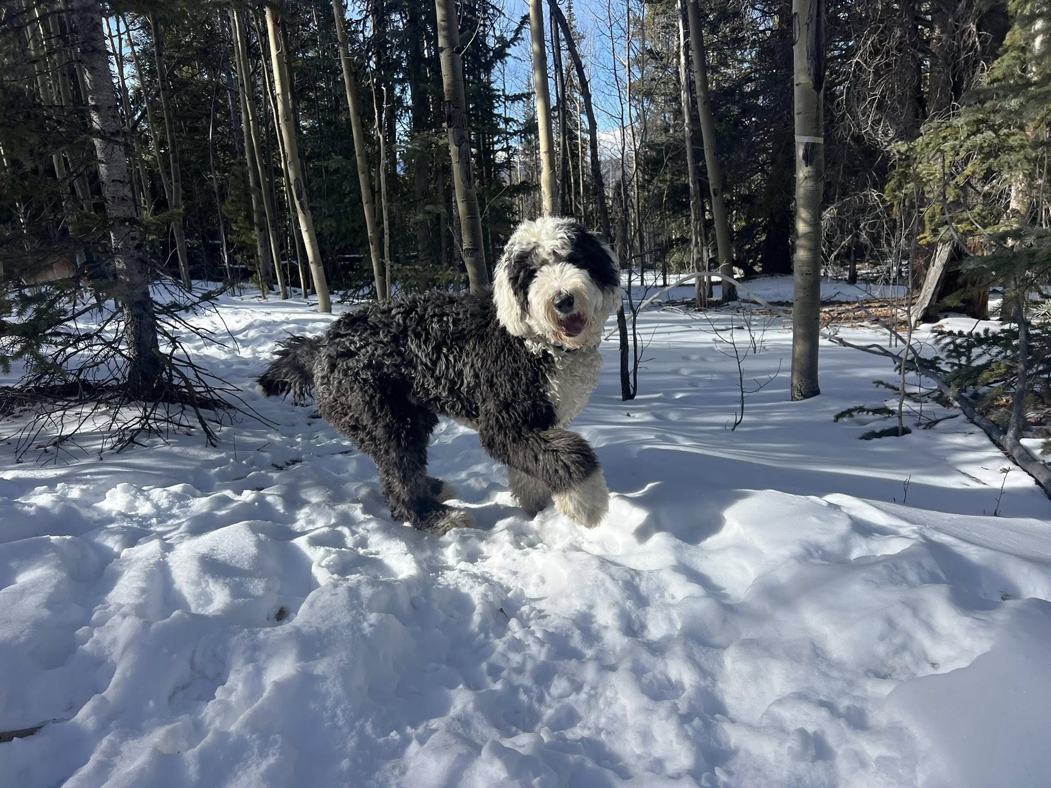 Mountain Pals Pet Sitting Alma