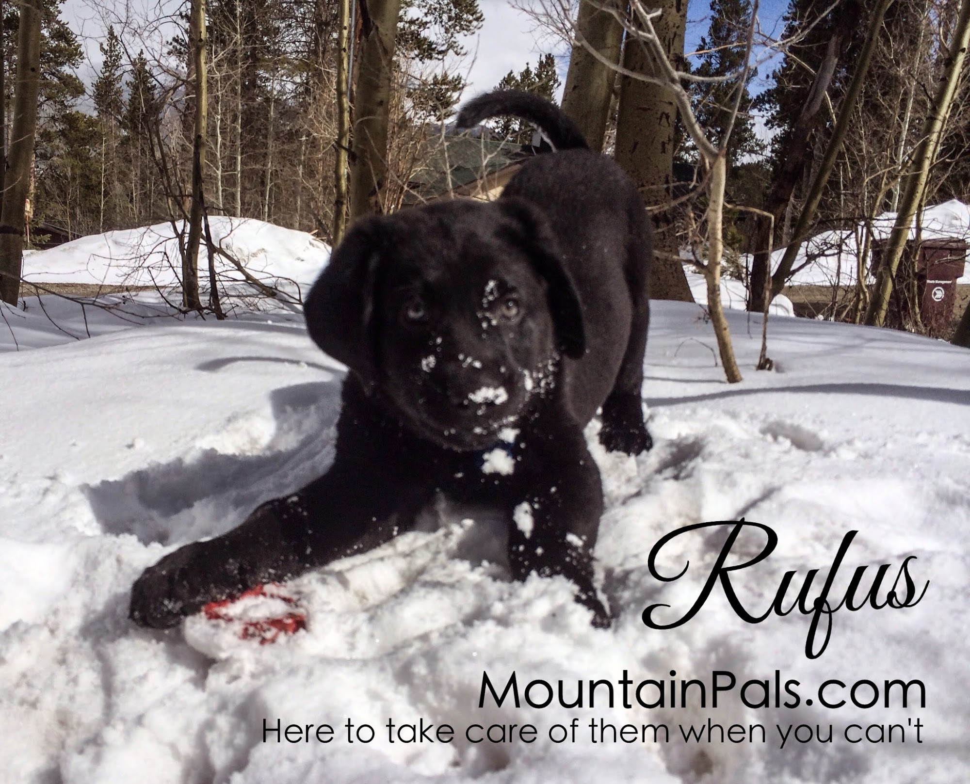 Mountain Pals Pet Sitting Alma