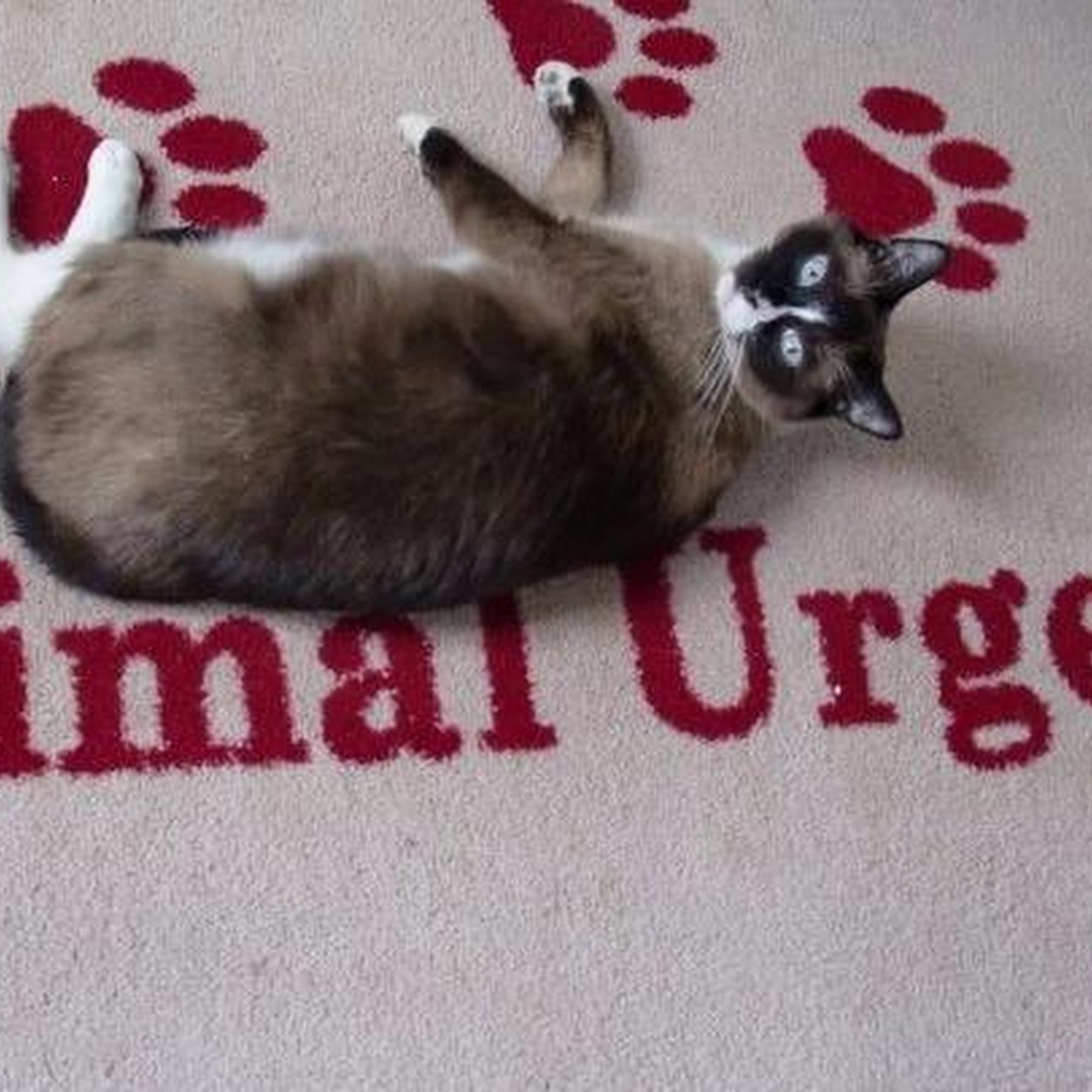 Animal Urgent Care Arvada