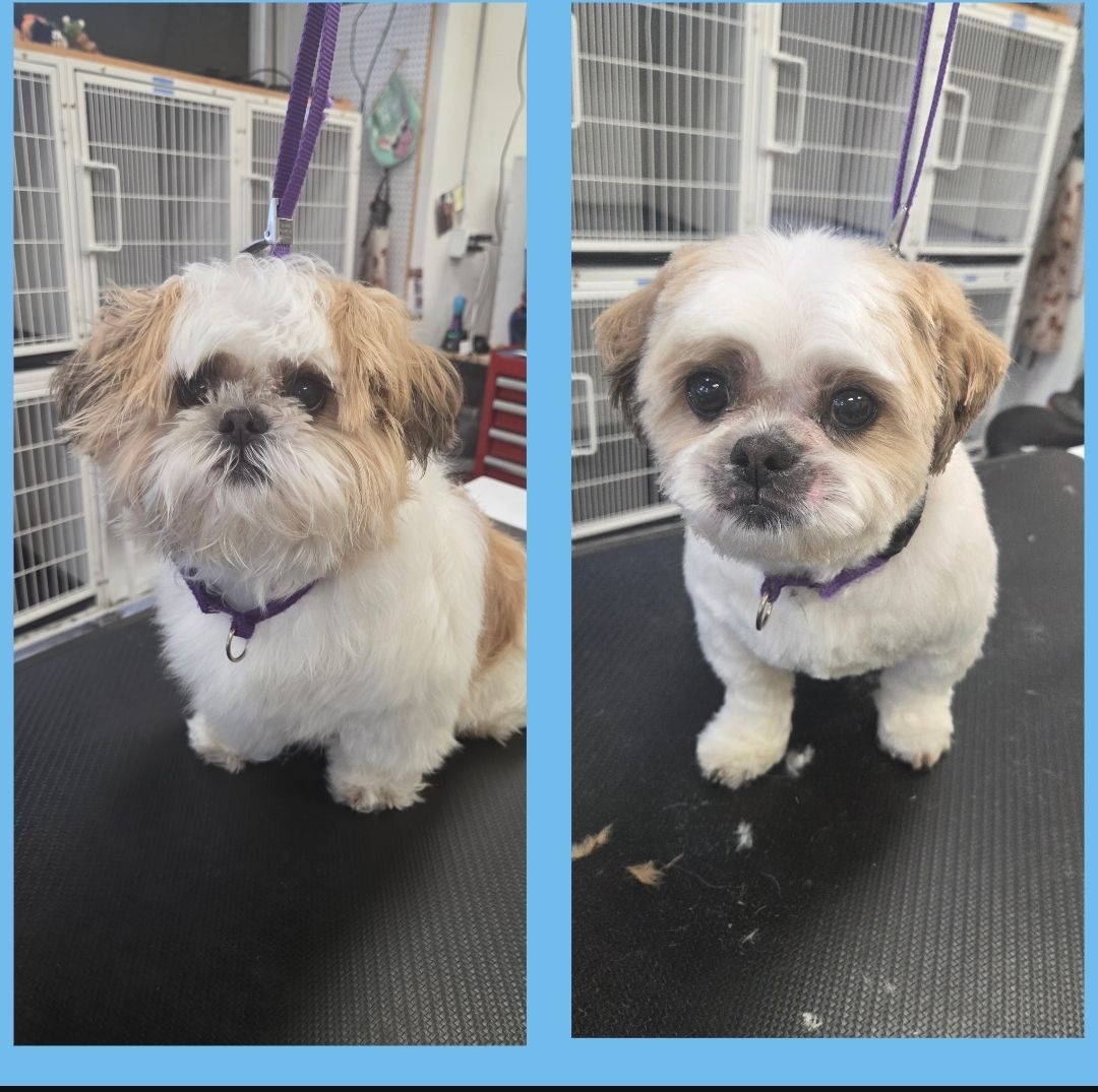 The Gentle Groomer Too Arvada