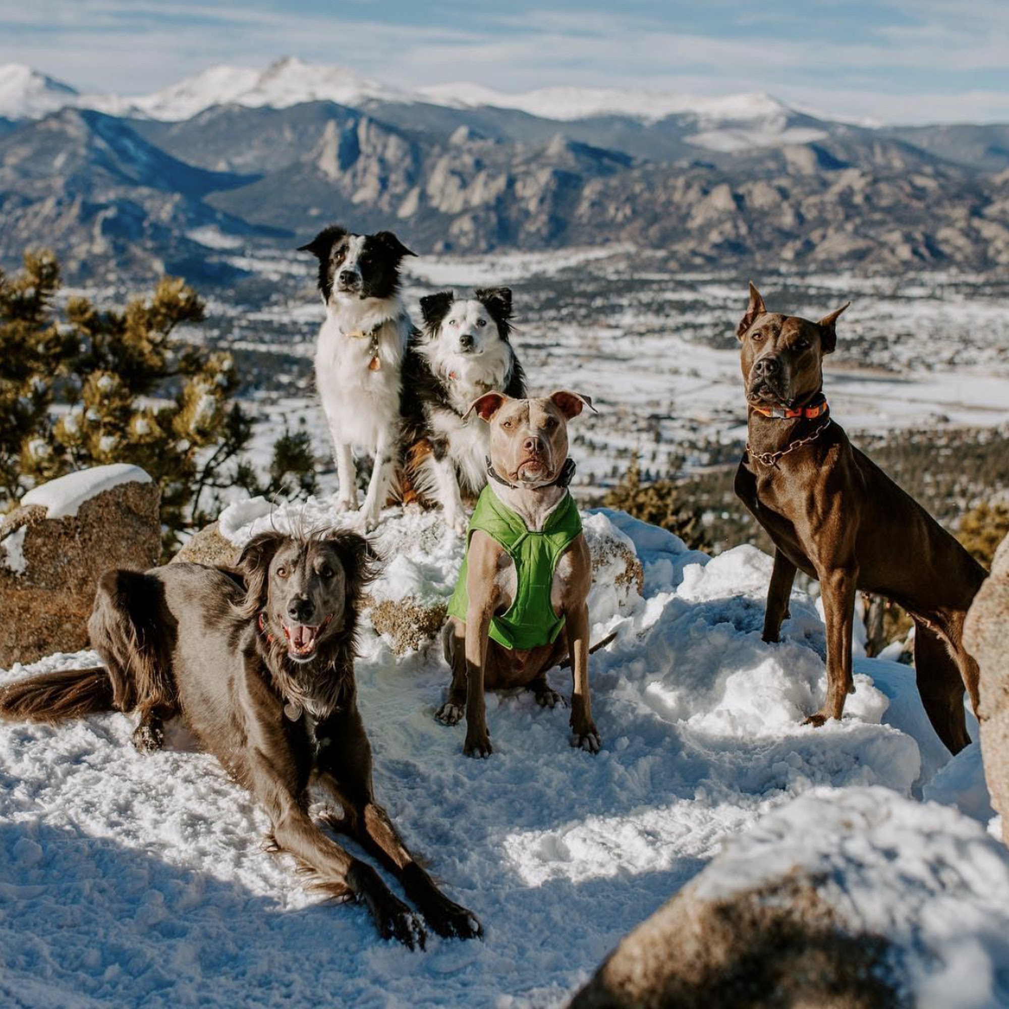 Flash Dog Training, LLC Arvada