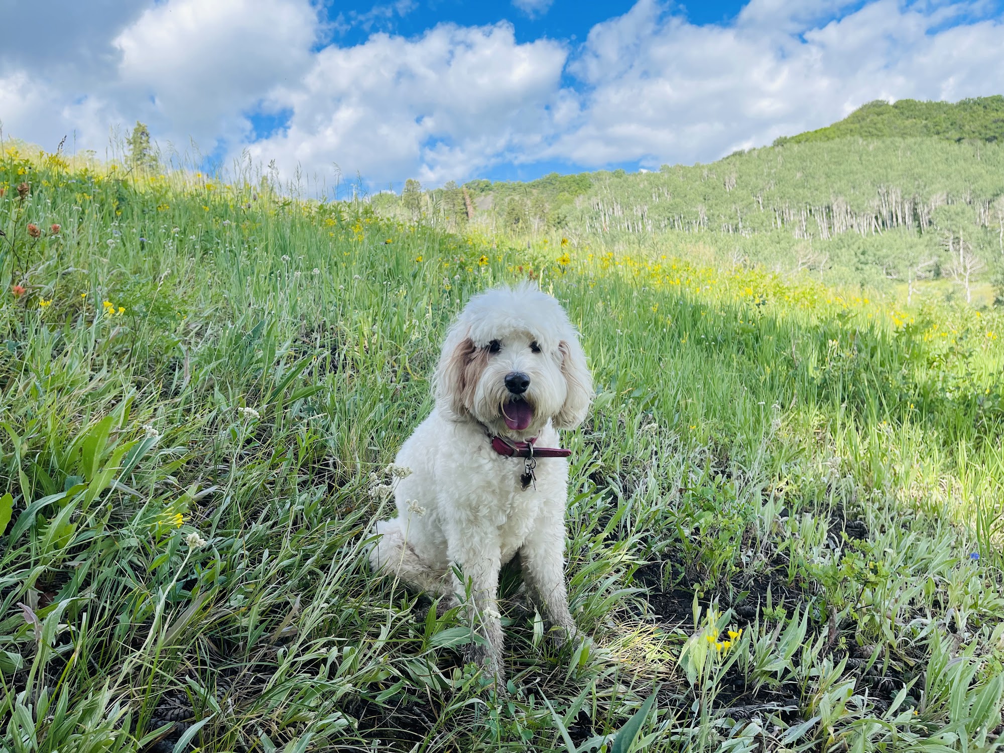 Aspen Animal Shelter Aspen
