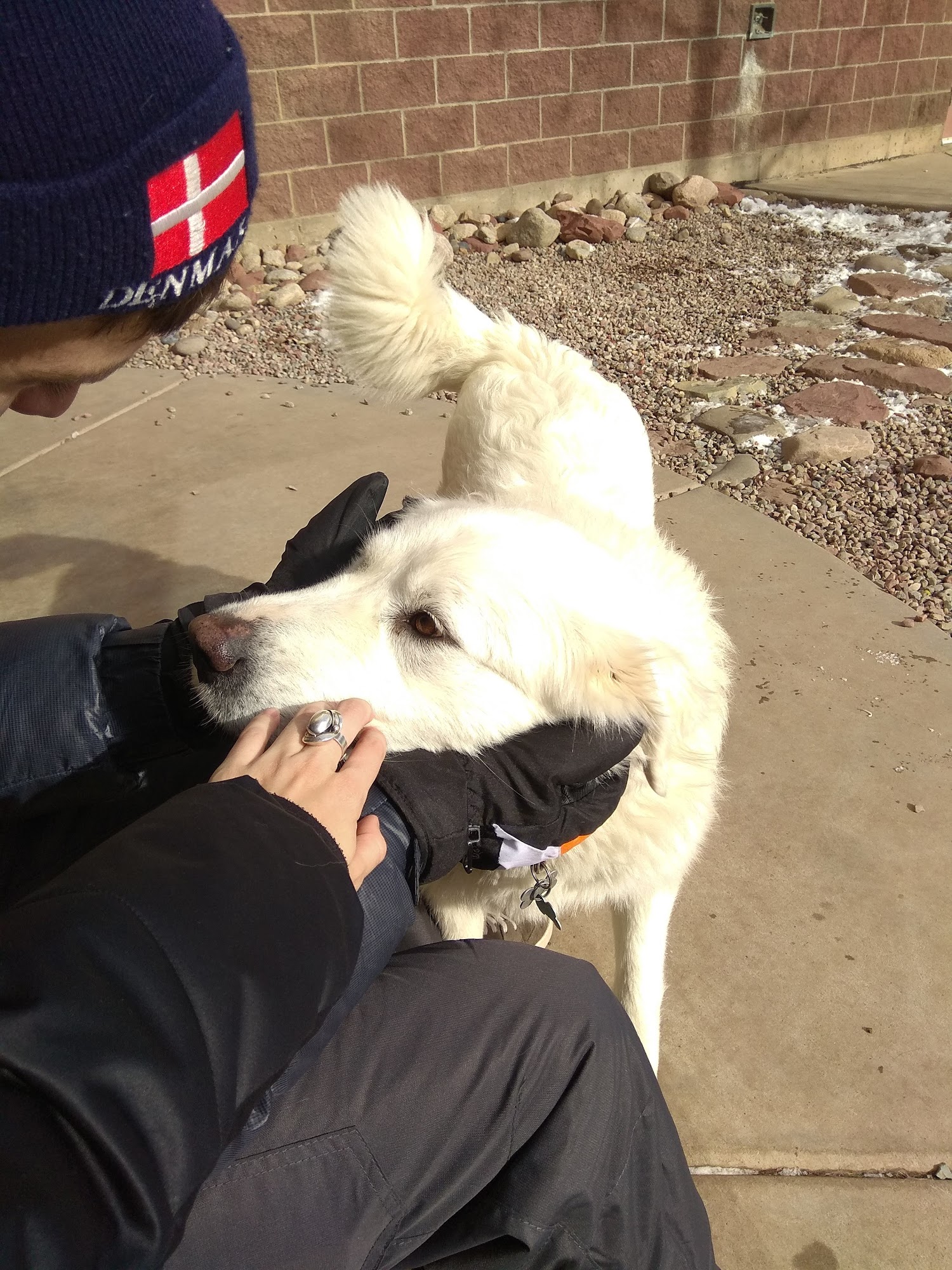 Aspen Animal Shelter Aspen