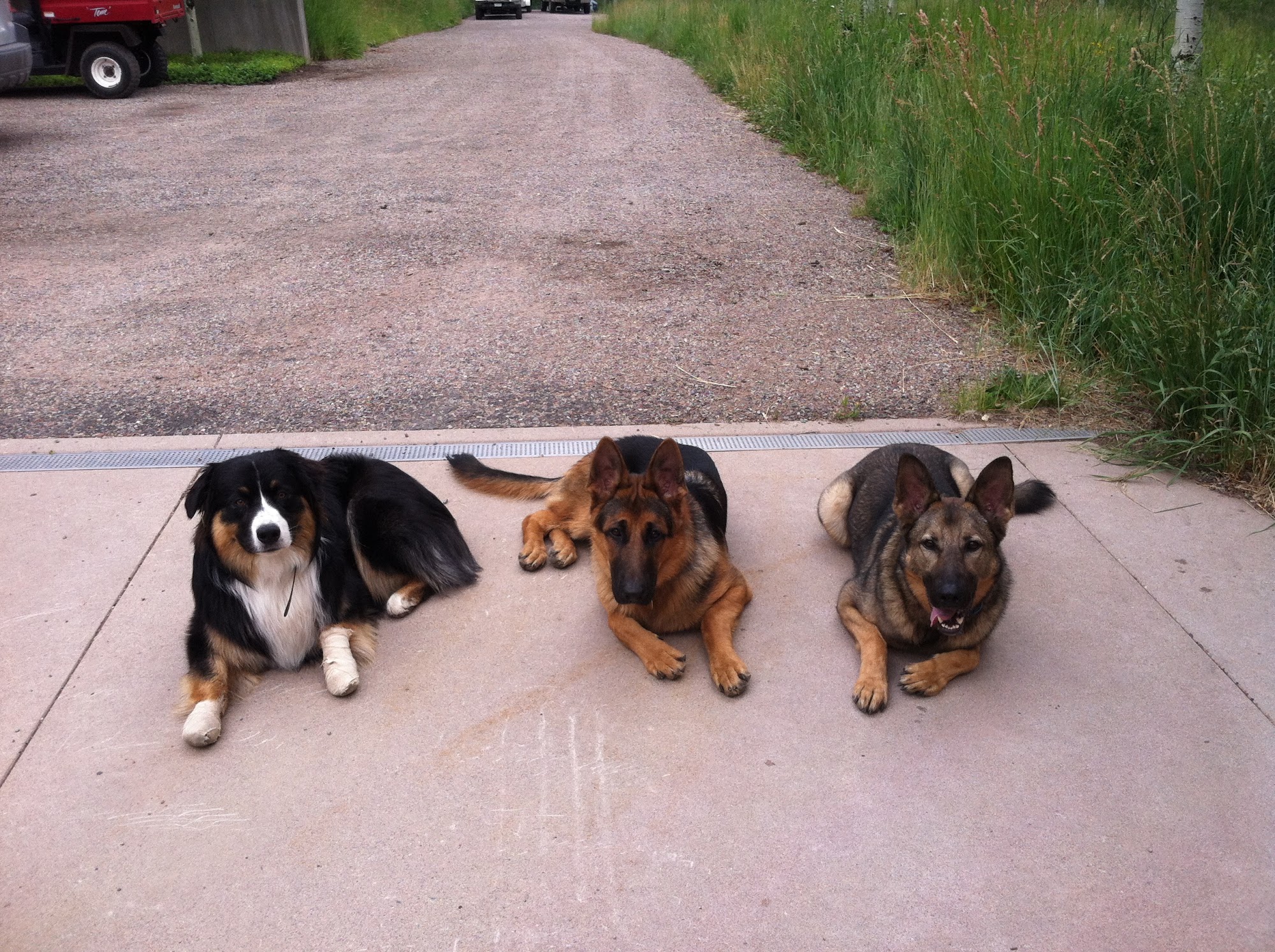 Endless Pawsibilities Dog Training & Services Aspen