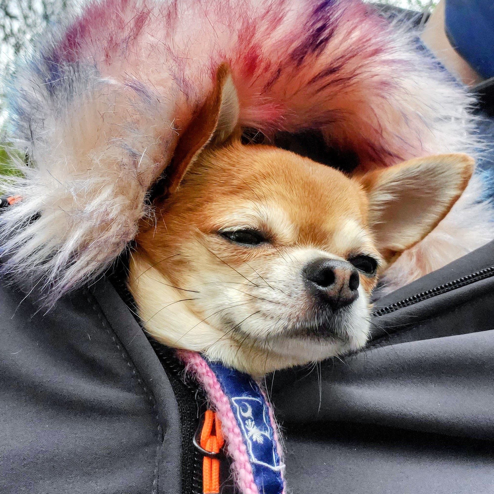 Joy West Collection 555 E Durant Ave, Aspen Colorado 81611